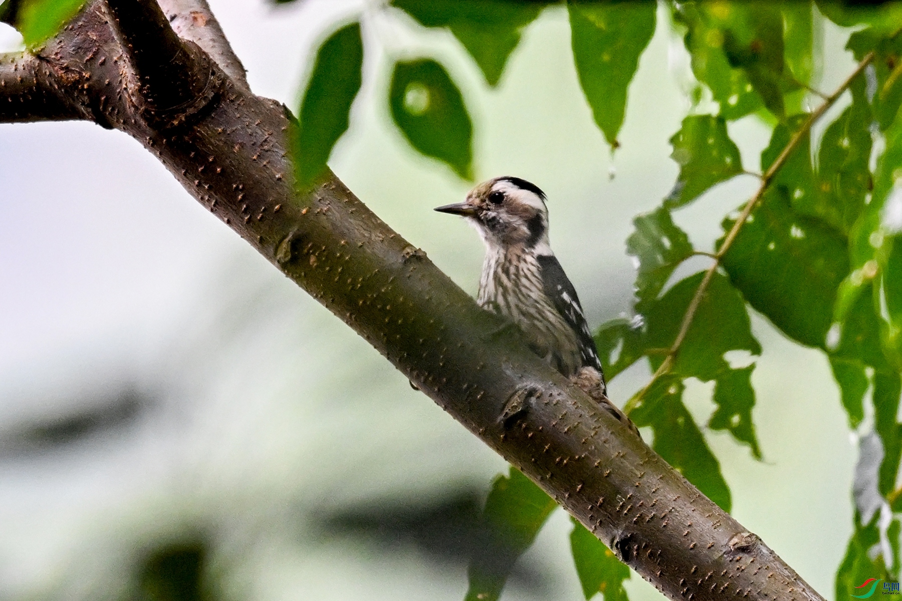 DSC_8396.JPG