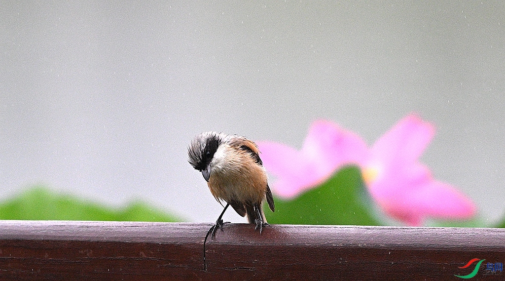 DSC_0873.JPG
