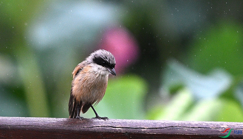 DSC_0943.JPG
