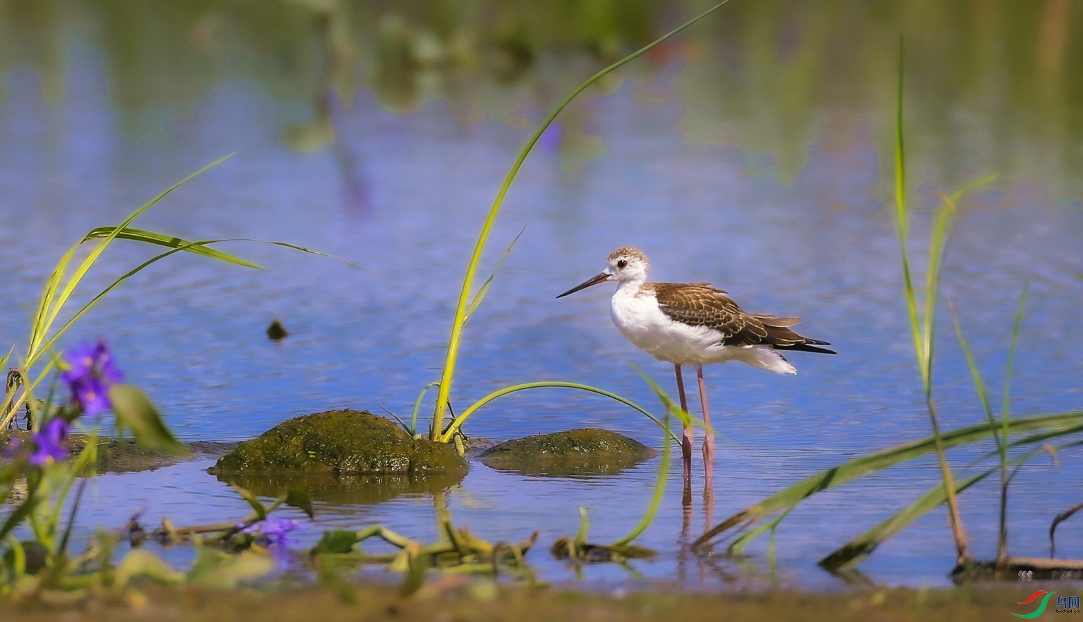   �ڳ᳤����