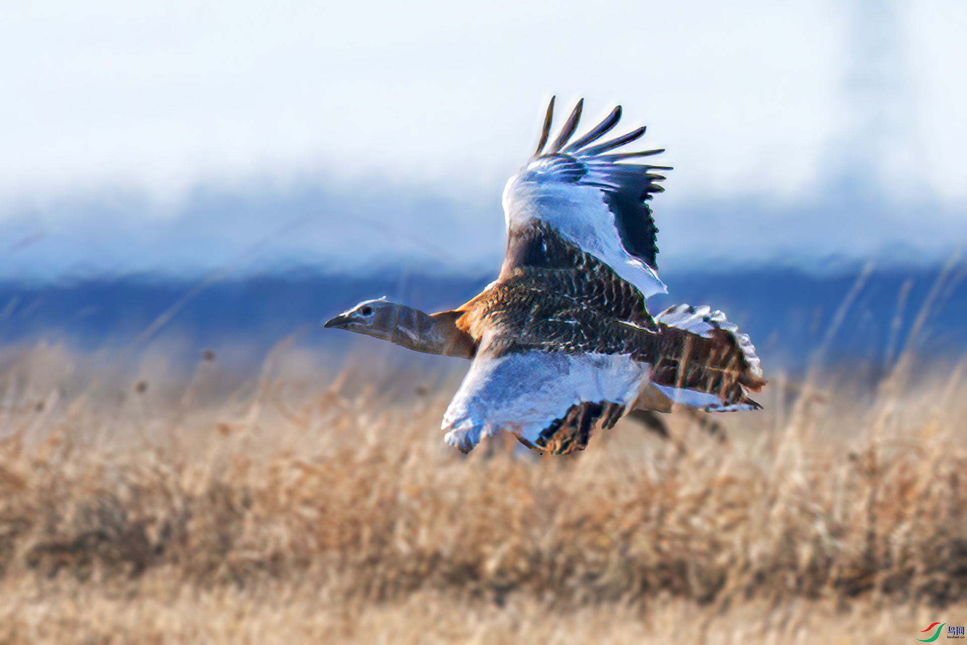 060A0025 ����-Sha---1 .jpg