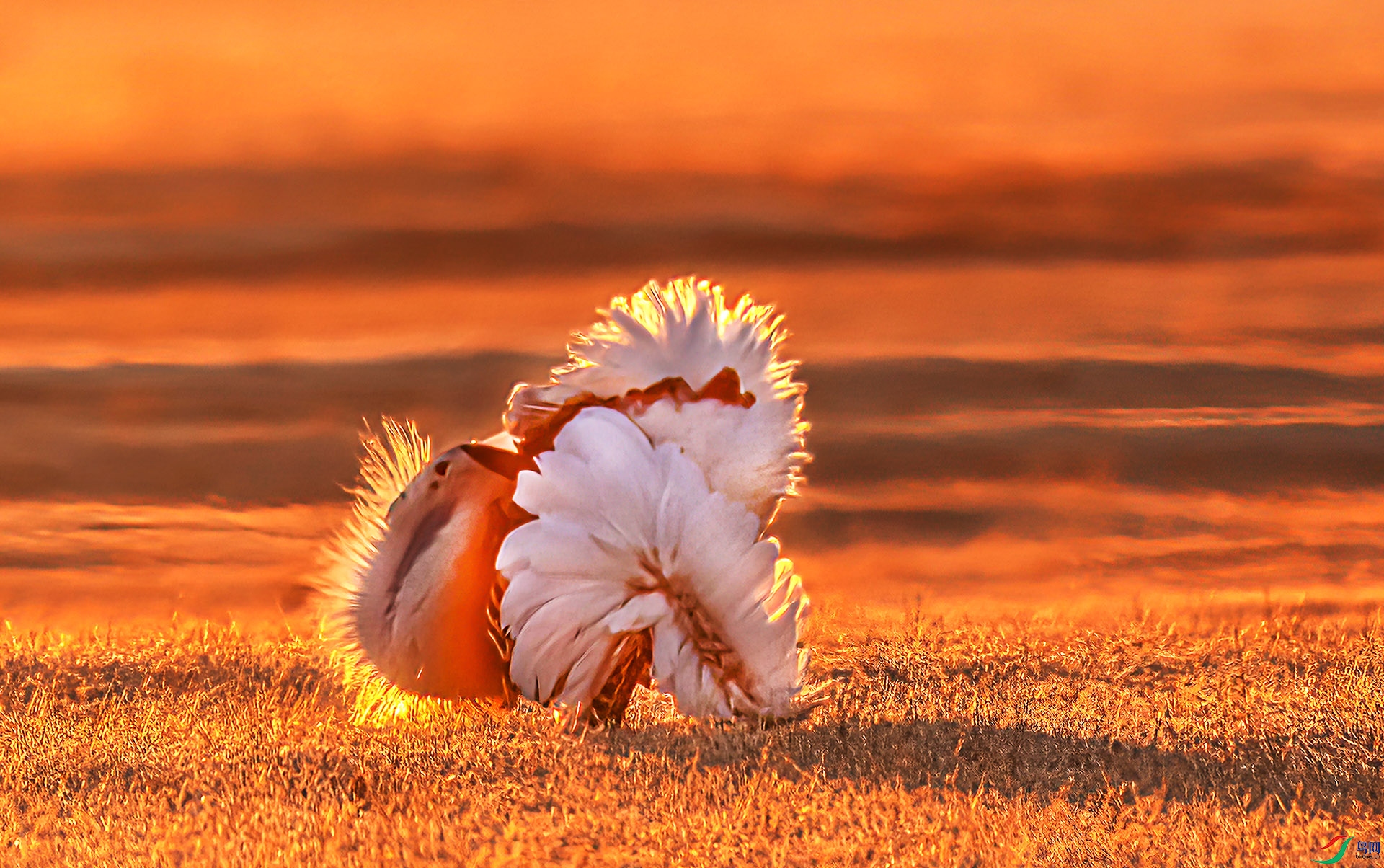 060A0159 ����-Sh----1 .jpg