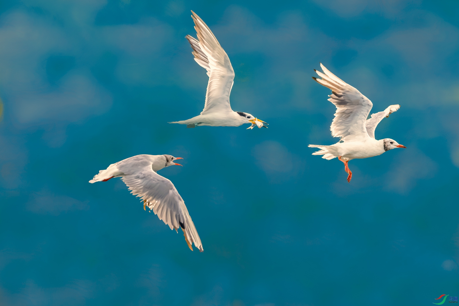 �л���ͷ��Ÿ������Ÿ----�����ʳ֮Ȥ