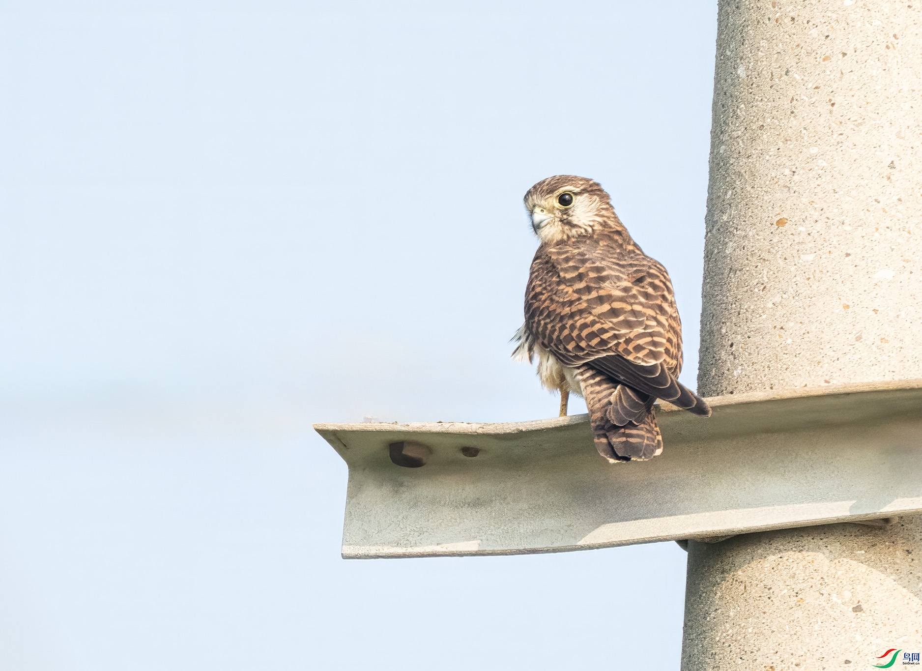 ���� 25-1876-tl-P8259764.jpg