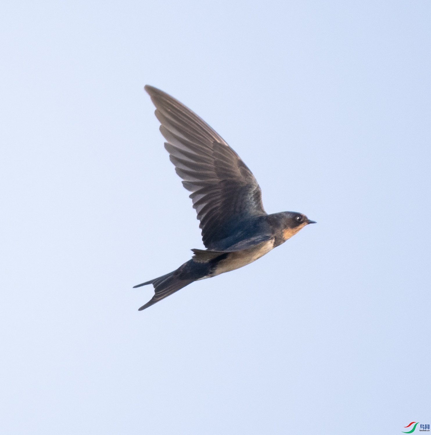 ���� 25-1500-ps-t-P8250854.jpg