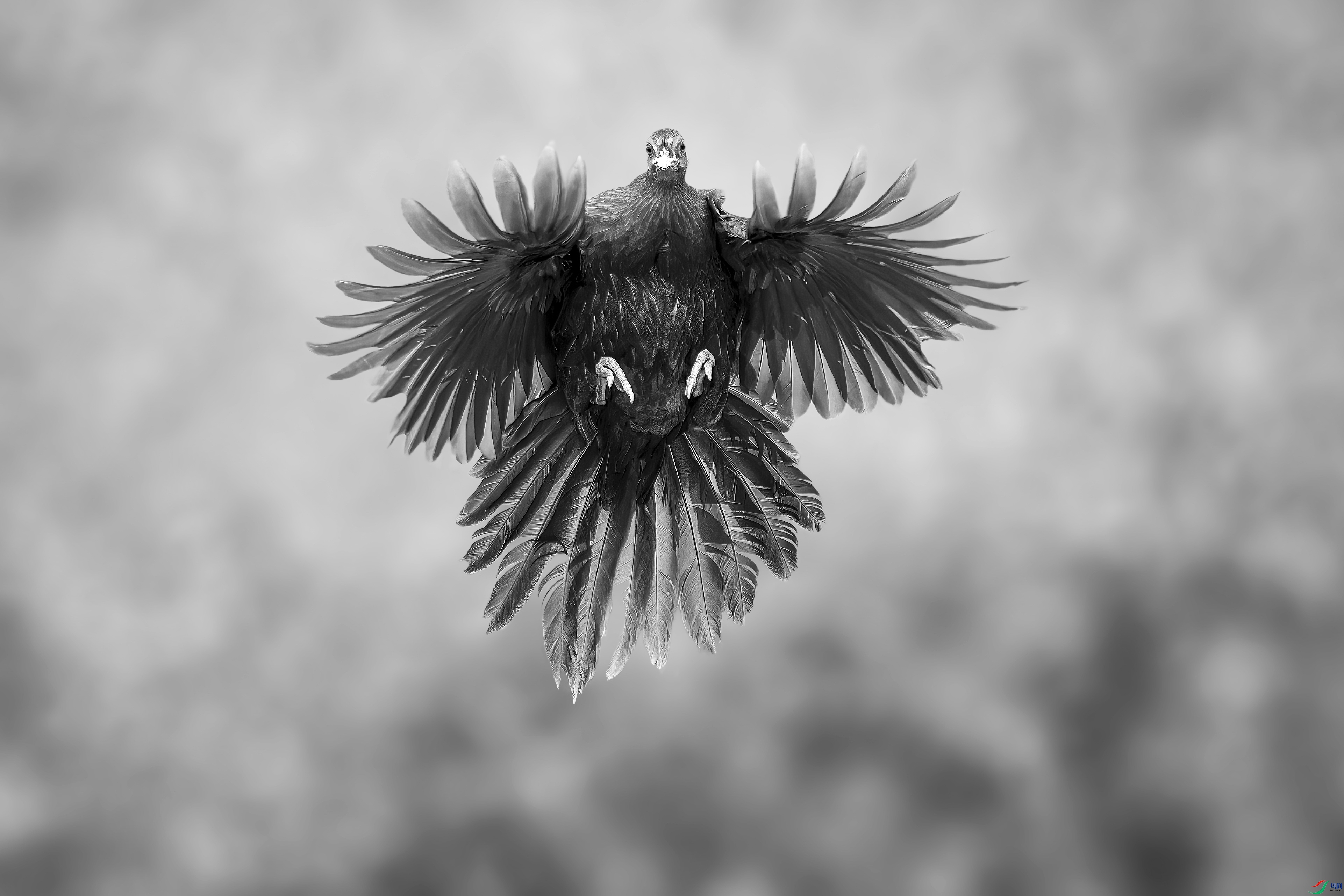 _DSC6598-NEF_DxO_DeepPRIMEXD0.jpg