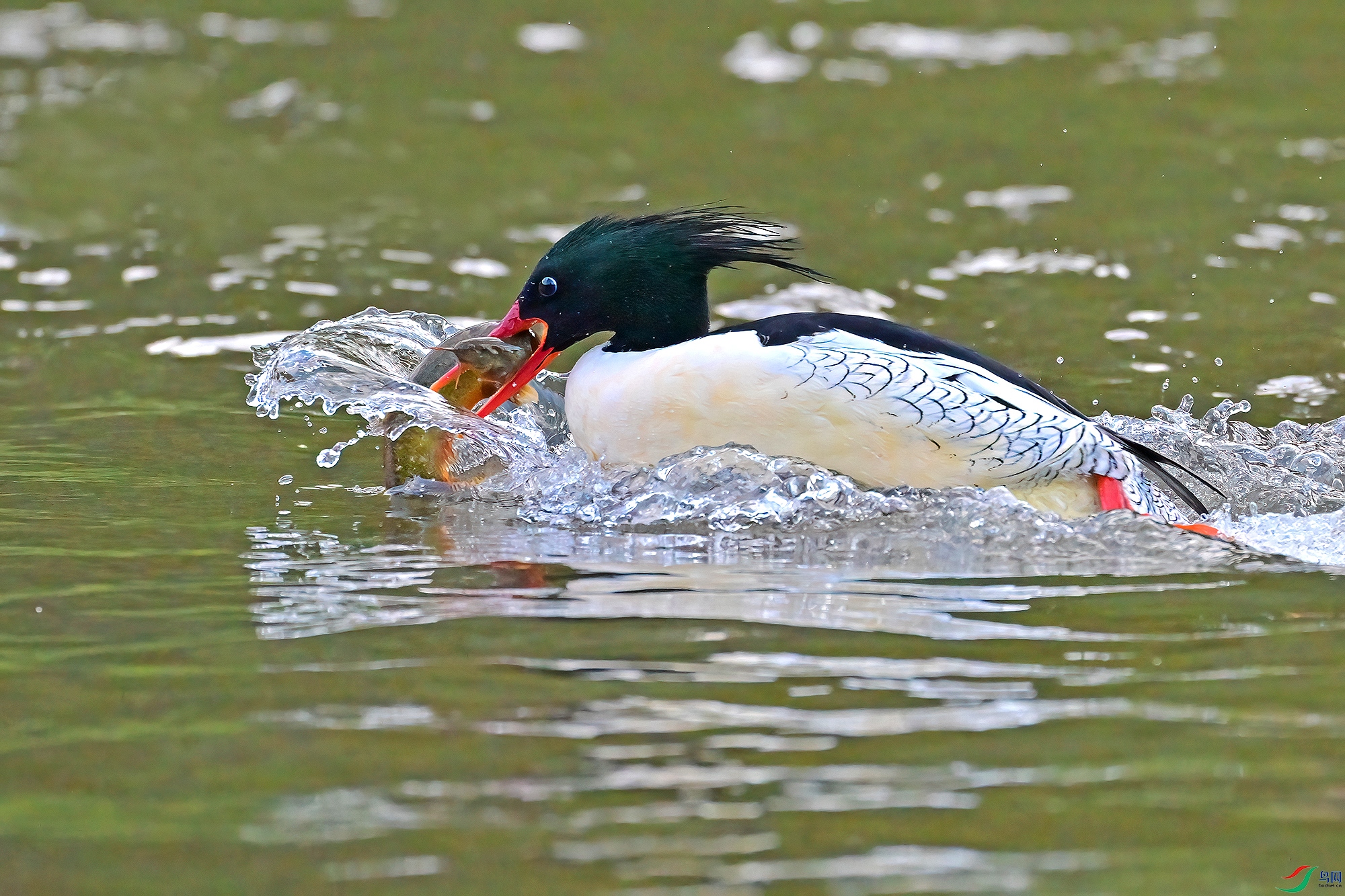 DSC_4995-V.jpg