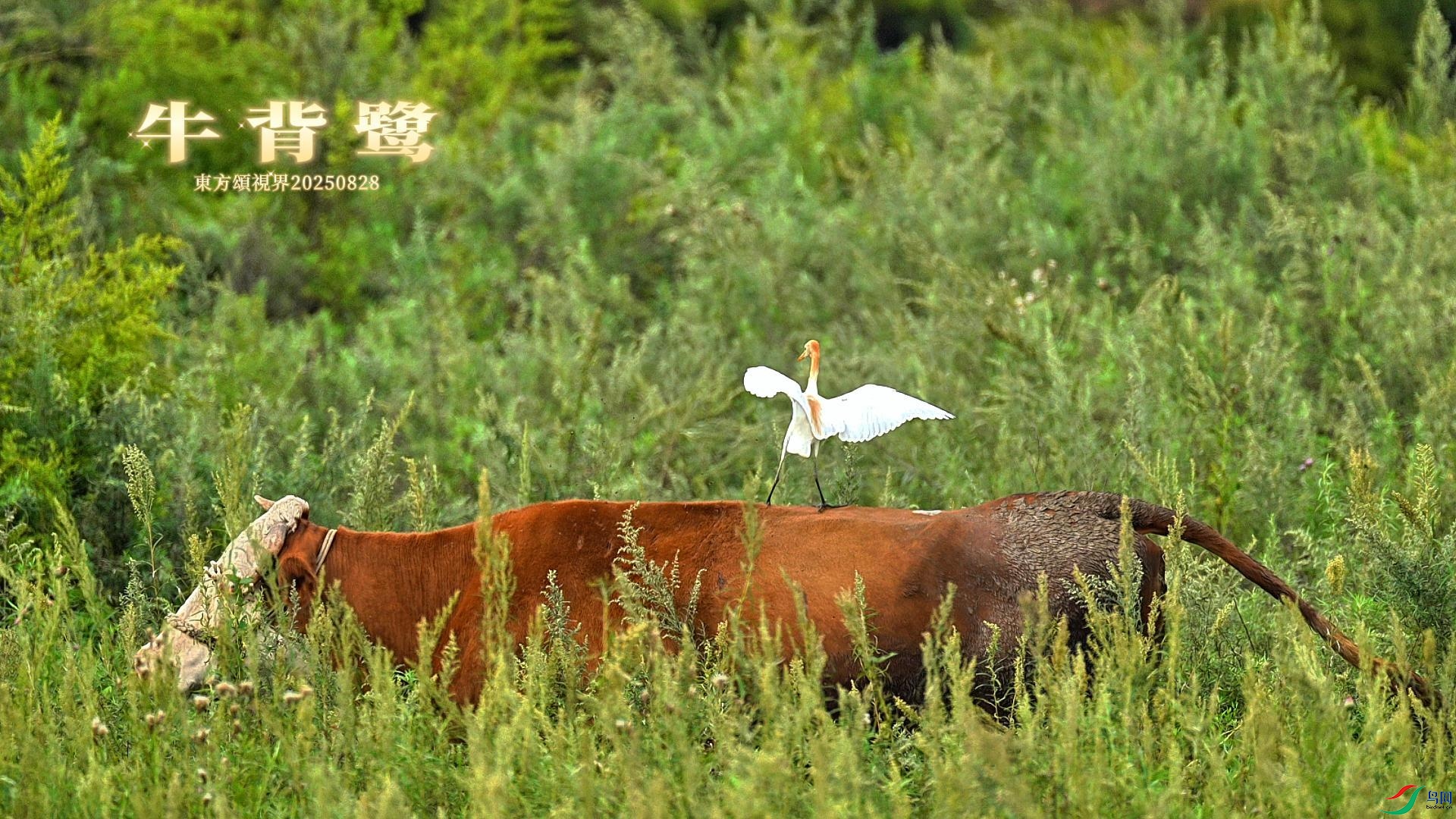 8��28�� ţ����2-����.jpg