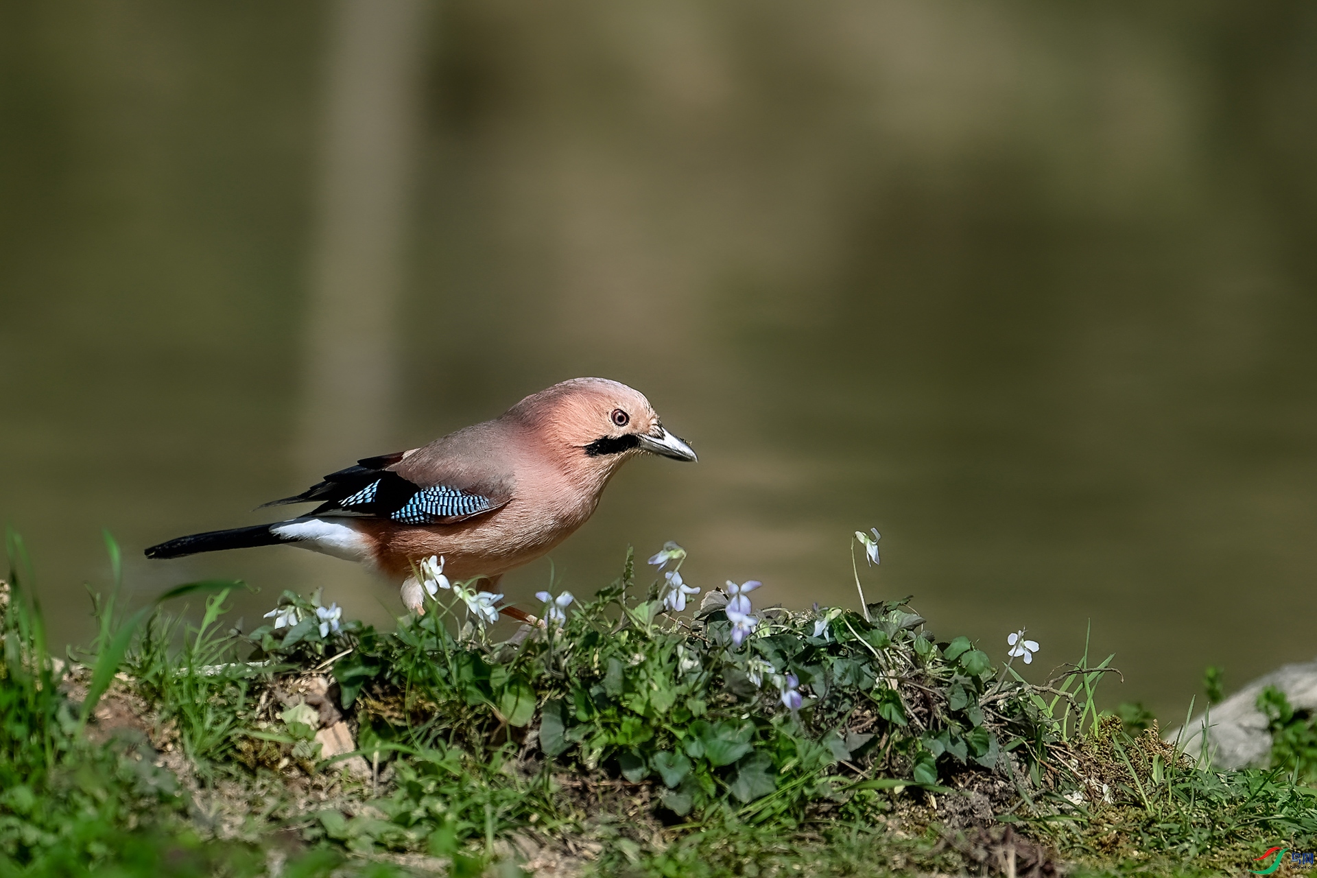 DSC_9693.jpg