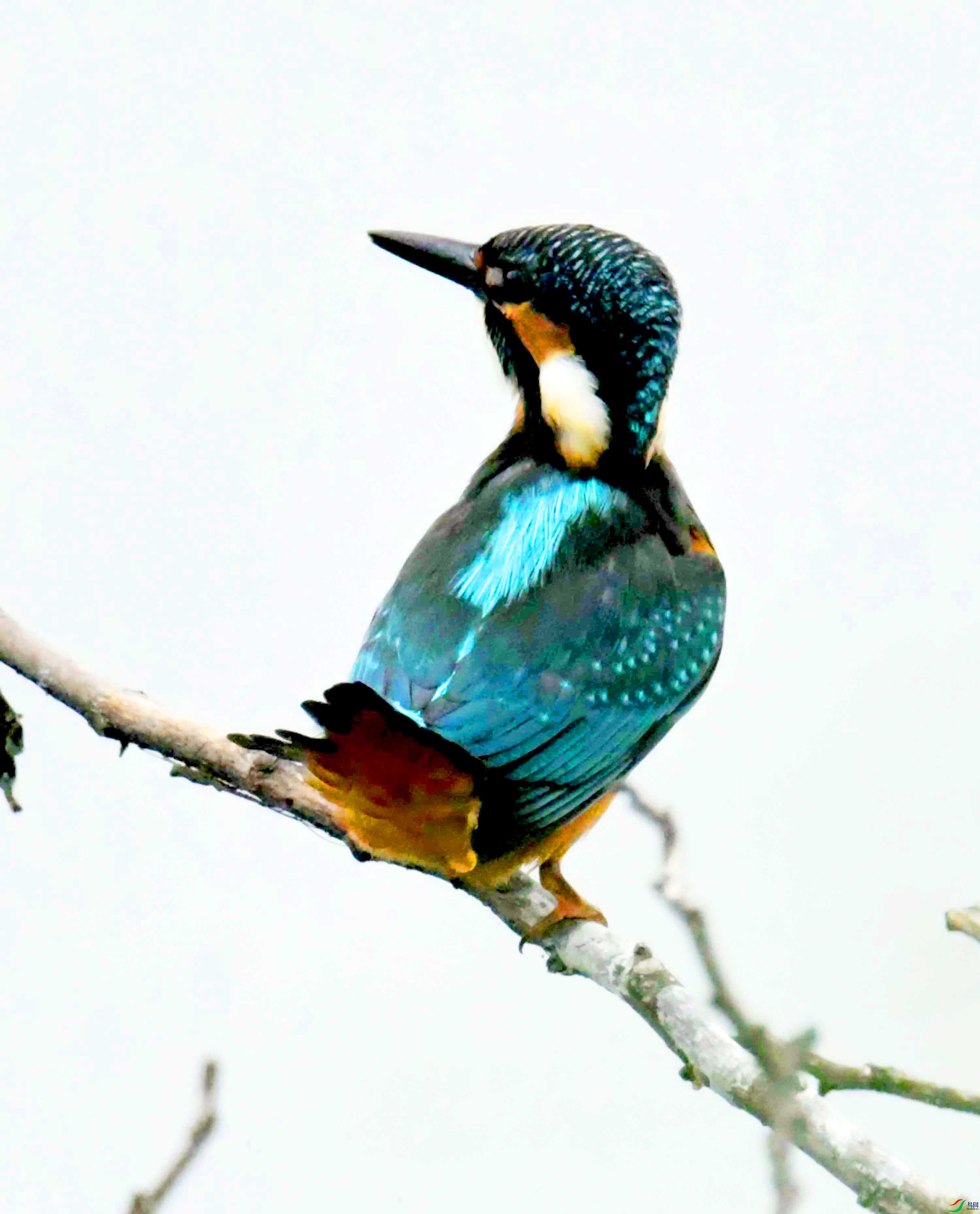 DSC_2693.JPG