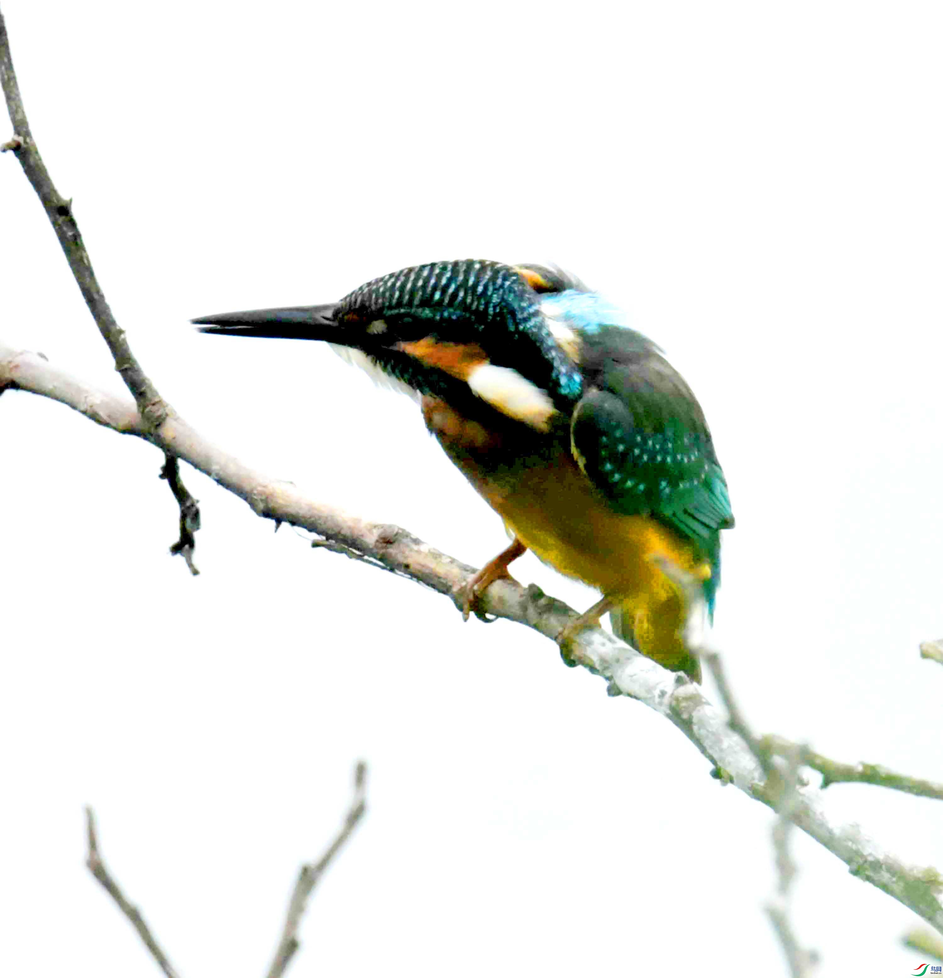 DSC_2705.JPG