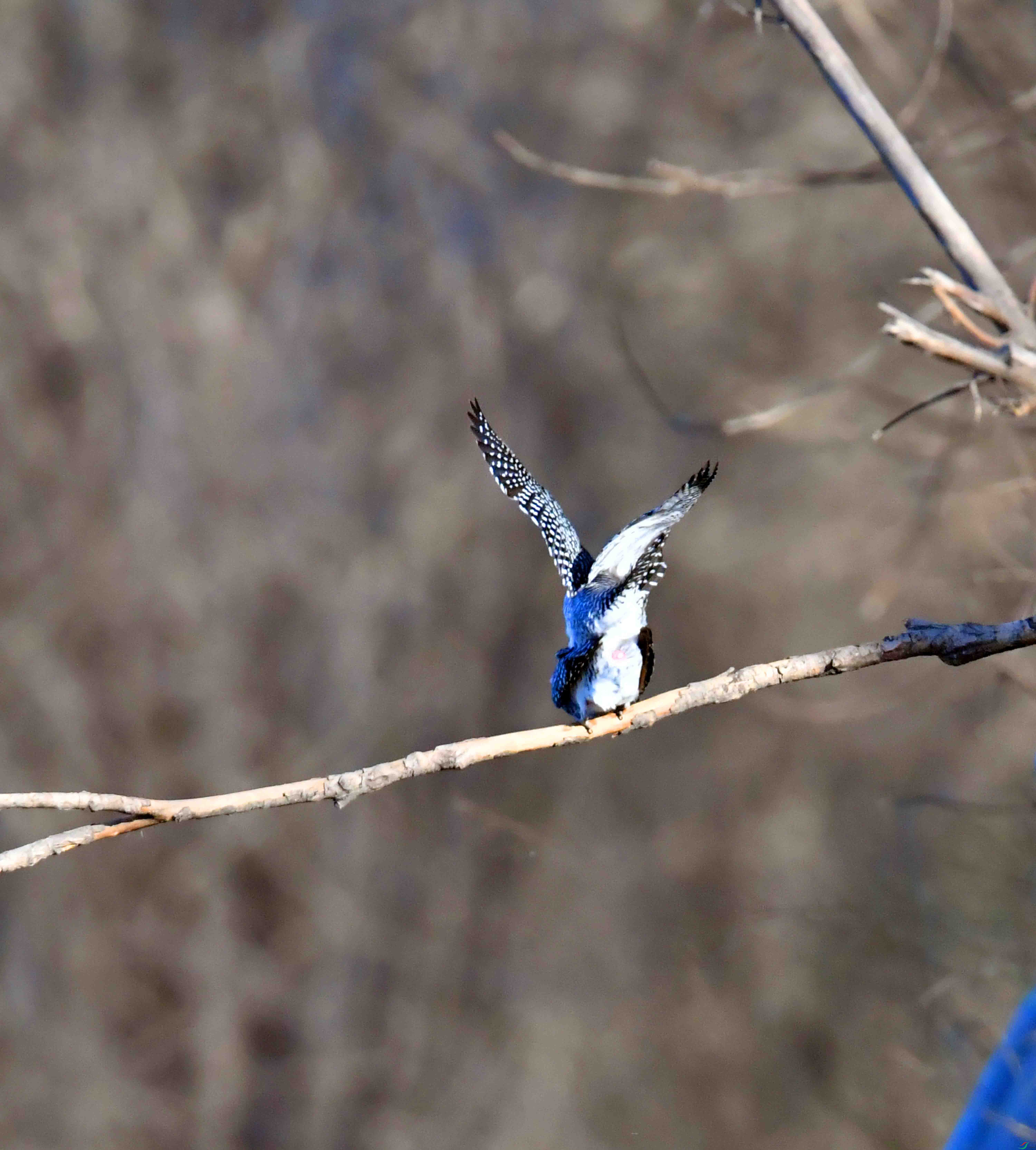 DSC_0330.JPG