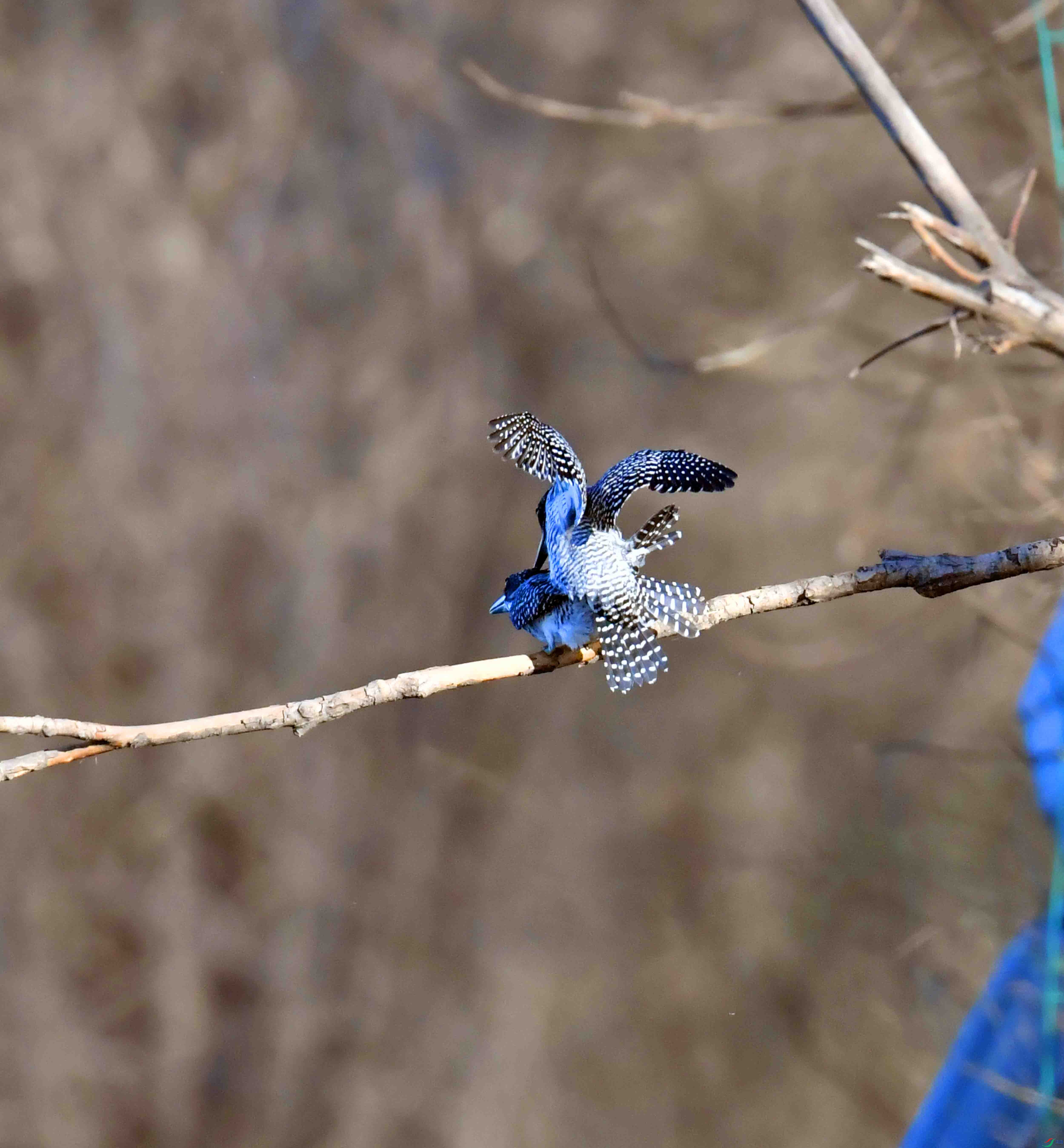 DSC_0338.JPG