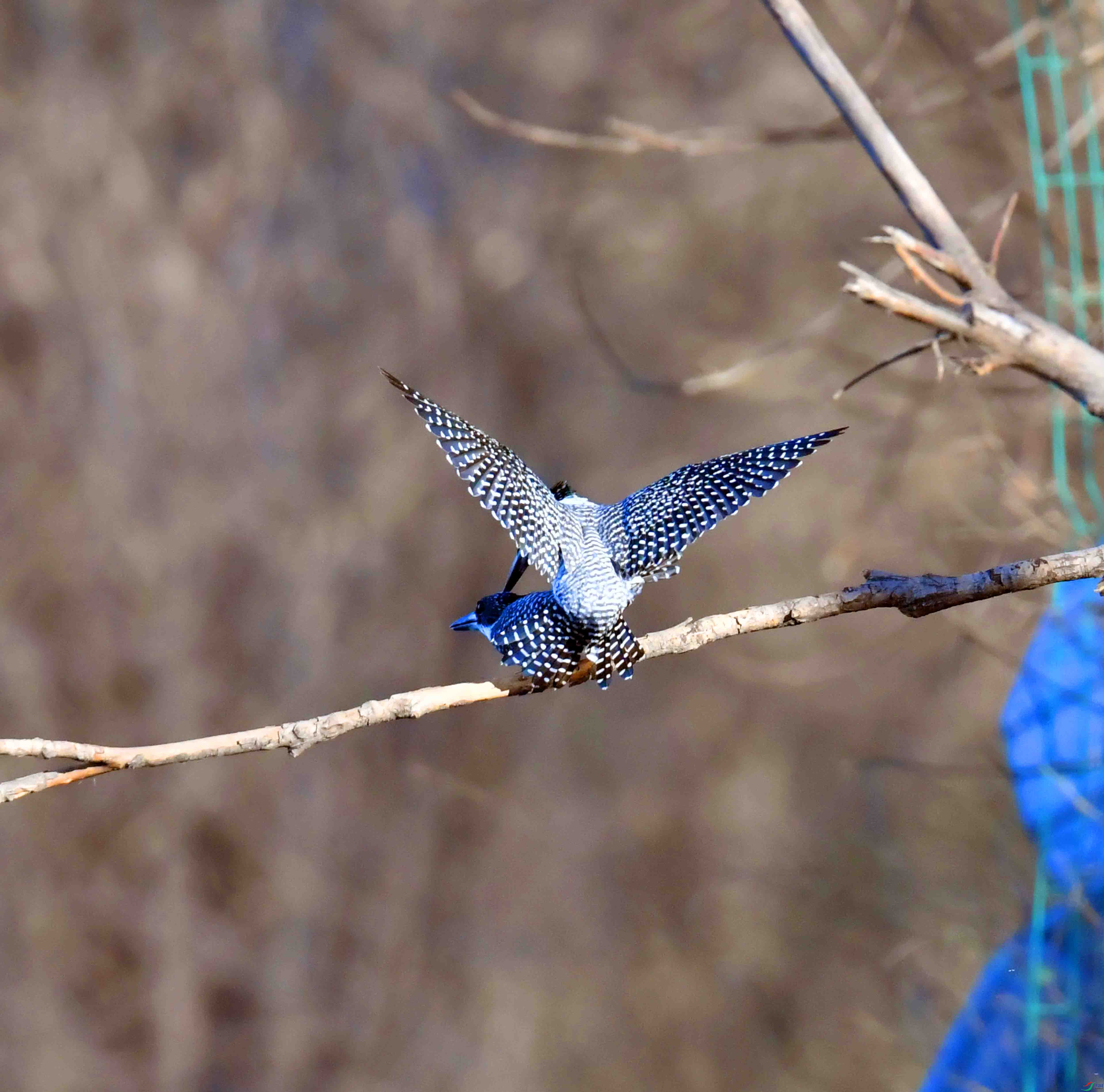 DSC_0345.JPG