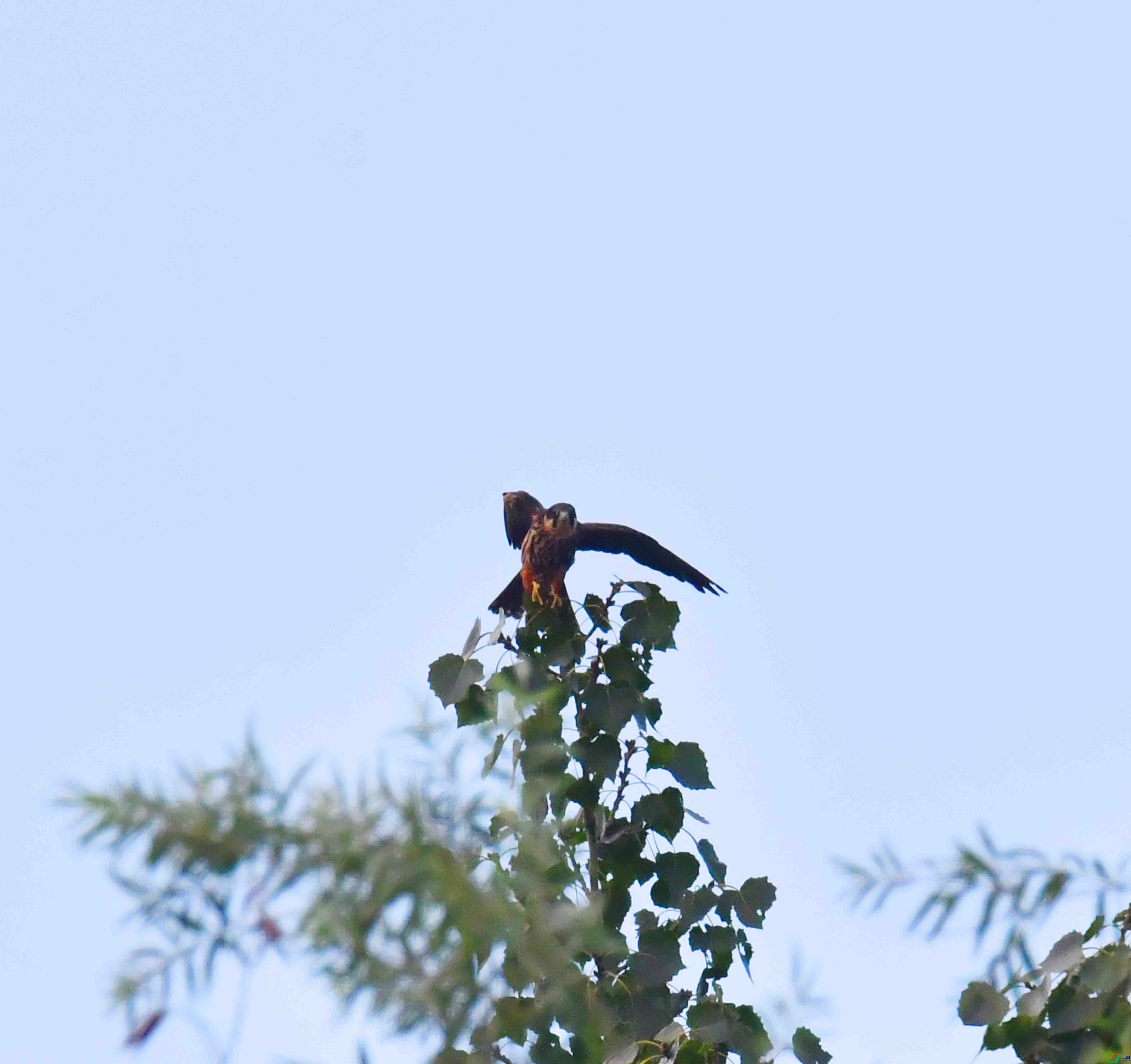 DSC_0384.JPG