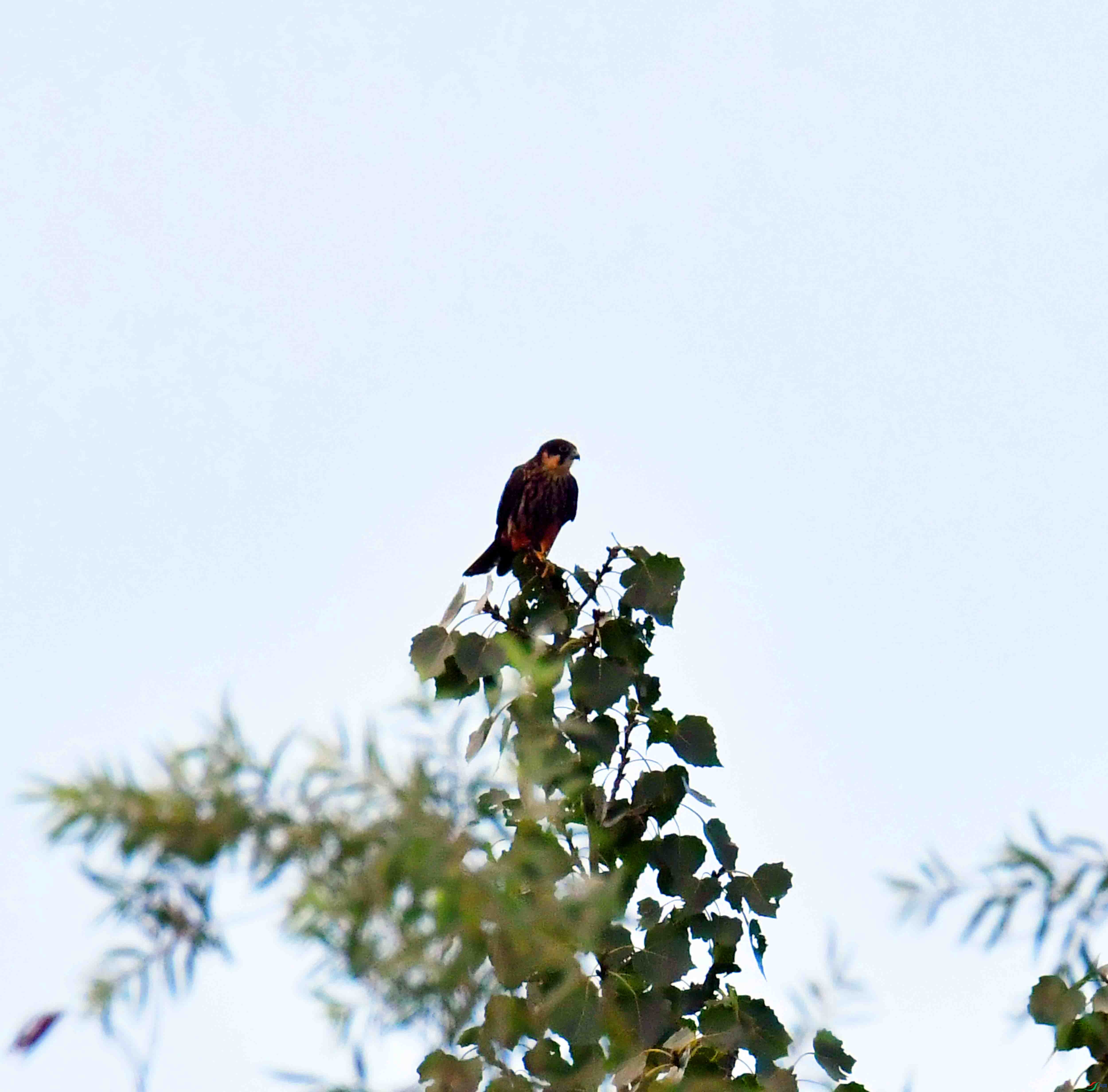DSC_0385.JPG