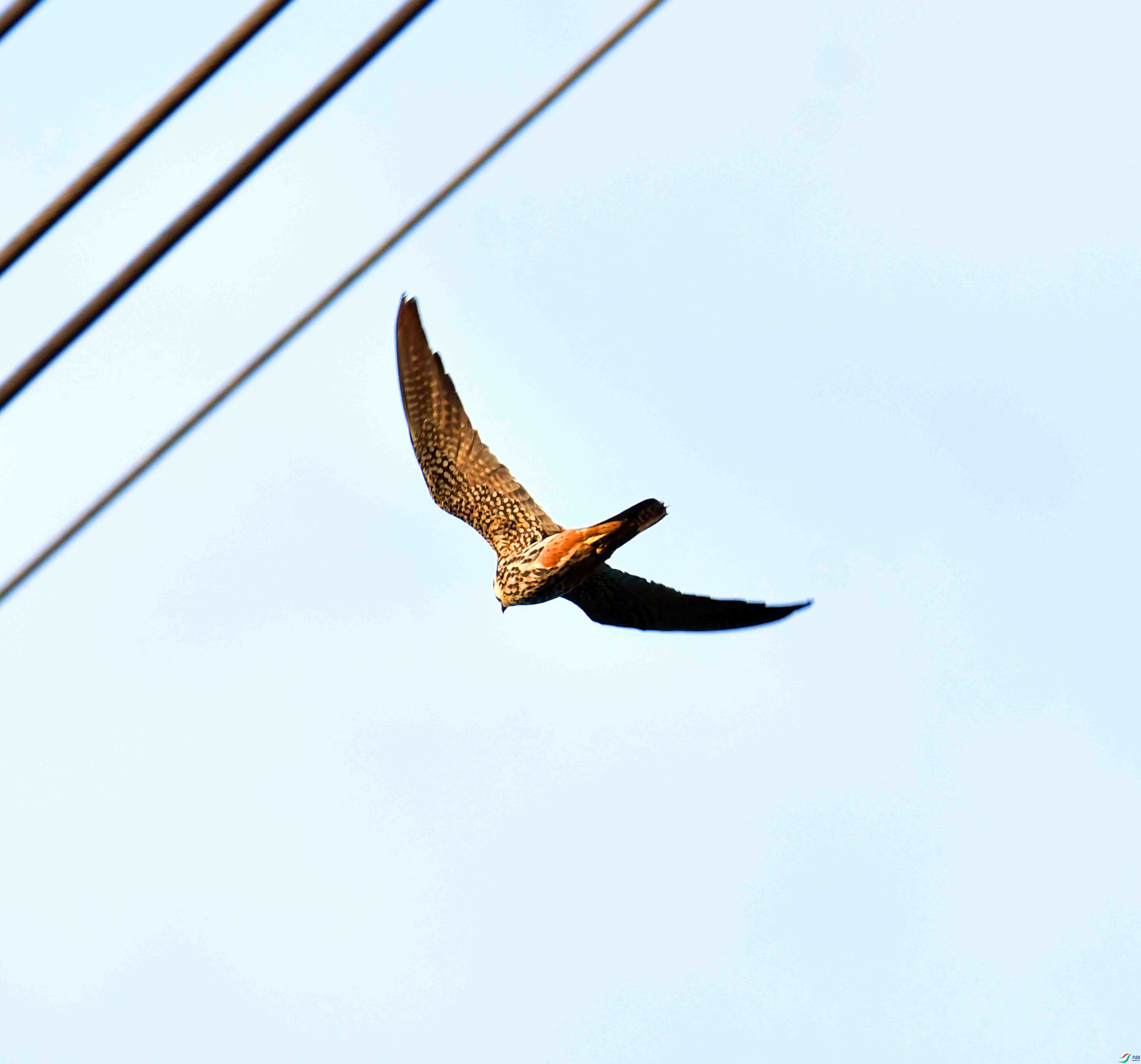 DSC_5347.JPG