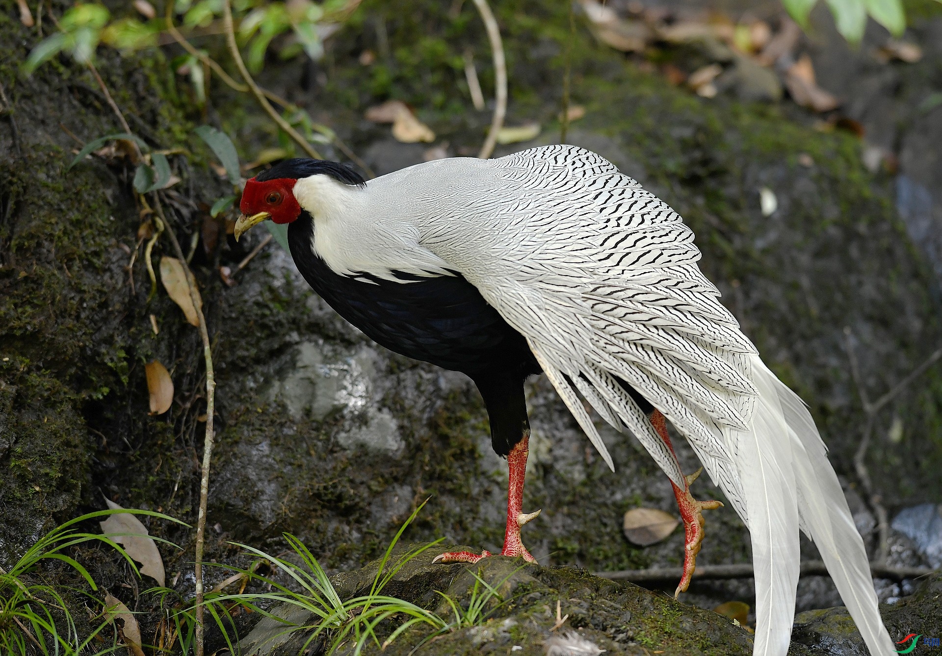 DSC_3960.jpg