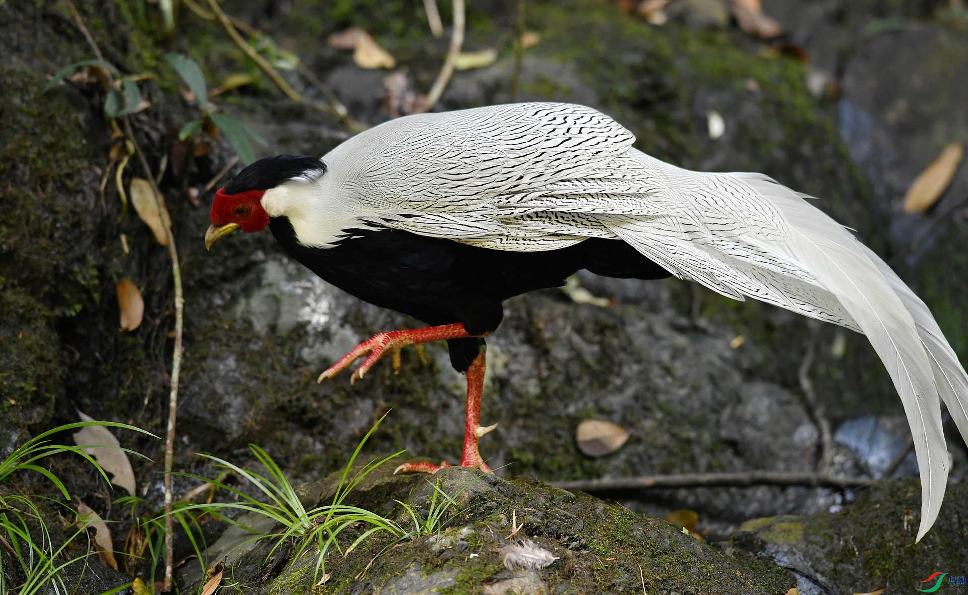 DSC_3965.jpg