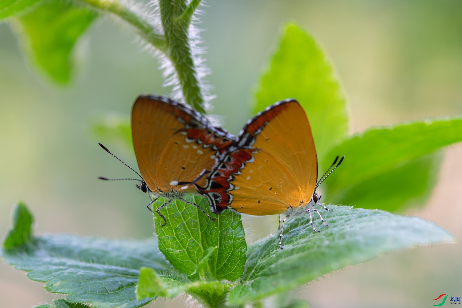 DSC_4914_1.JPG