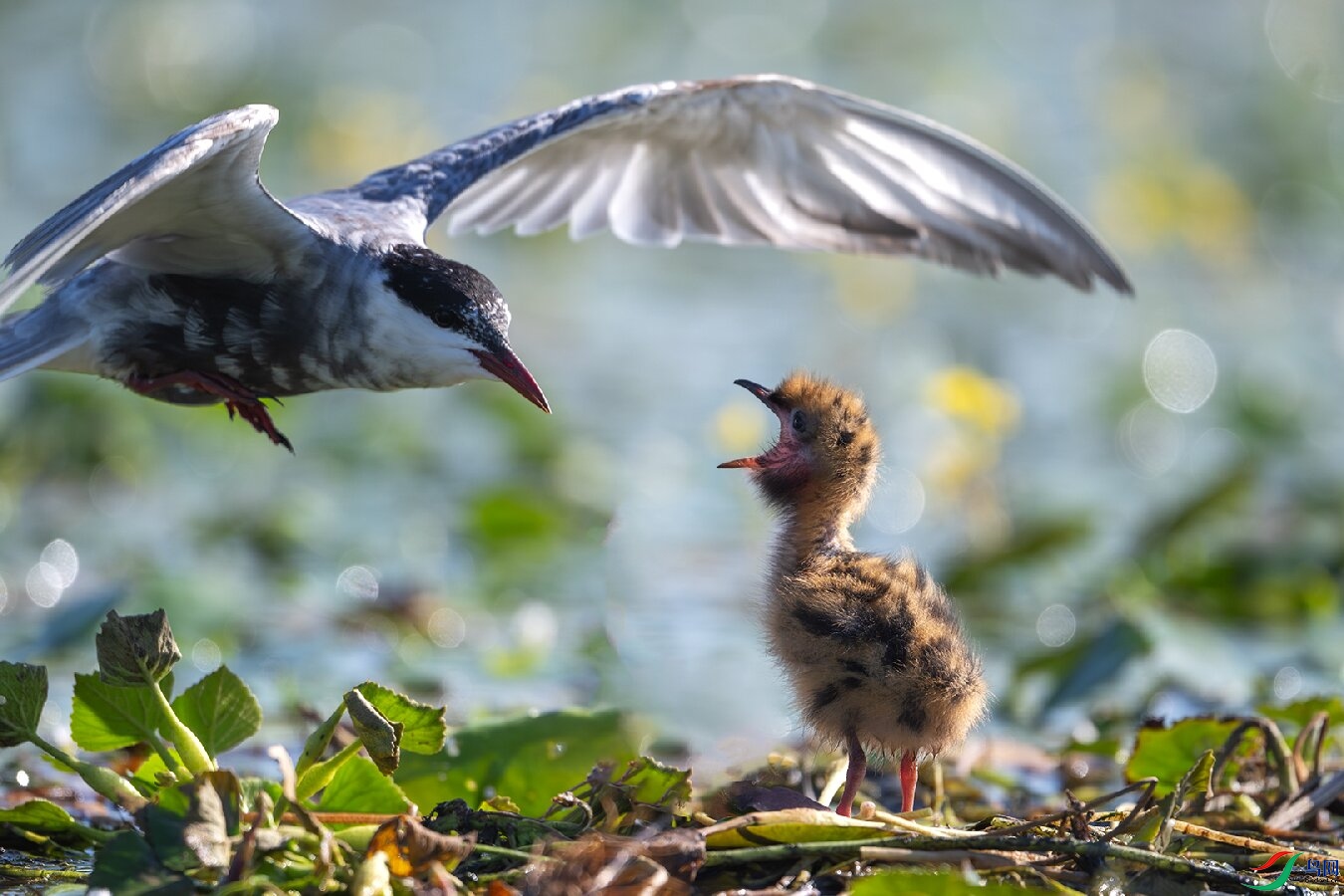 _DSC3541-����ǿ-NR ����.jpg