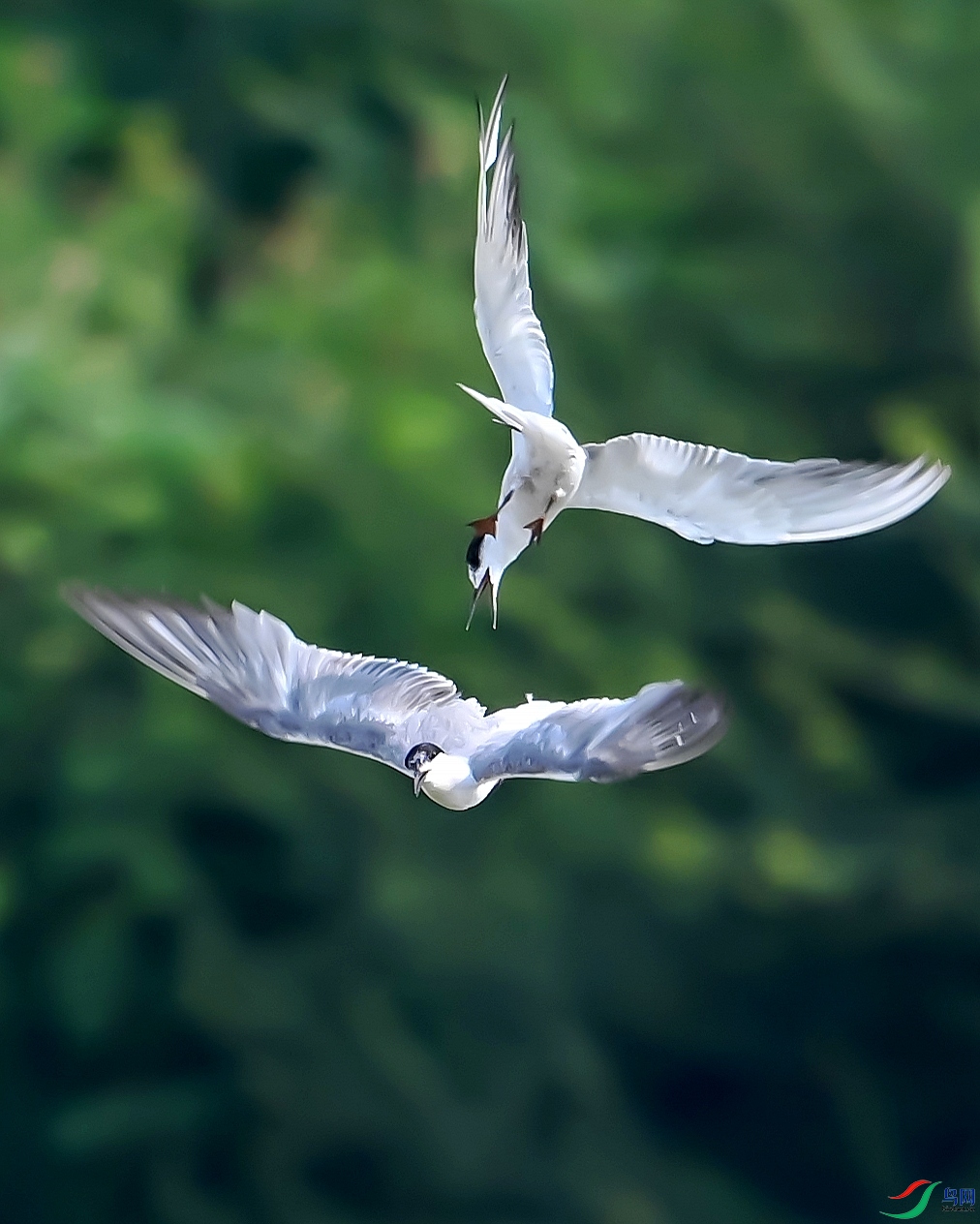 DSC_9242---_conew1.jpg