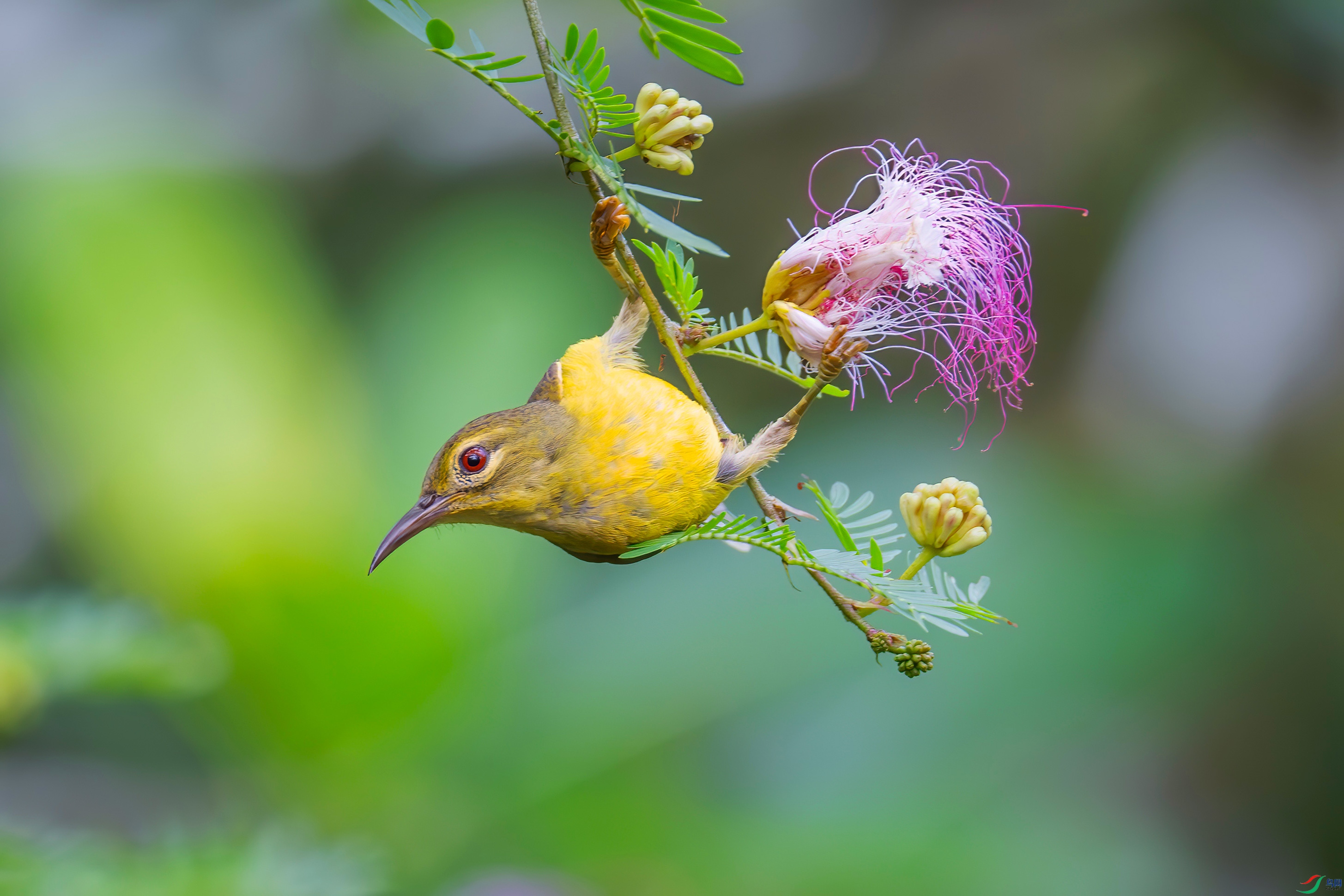 DSC_4843-����ǿ-NR-����-2.jpg