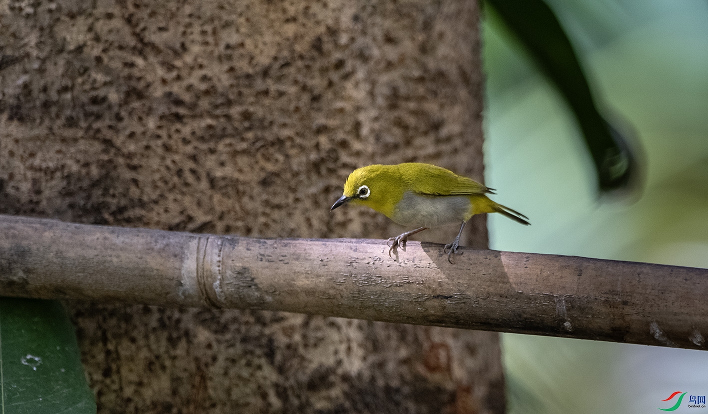 DSC_6104 ����.jpg