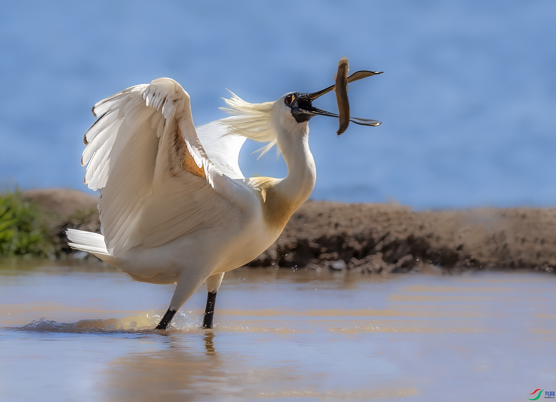 DSC_0957 - �ż�.jpg