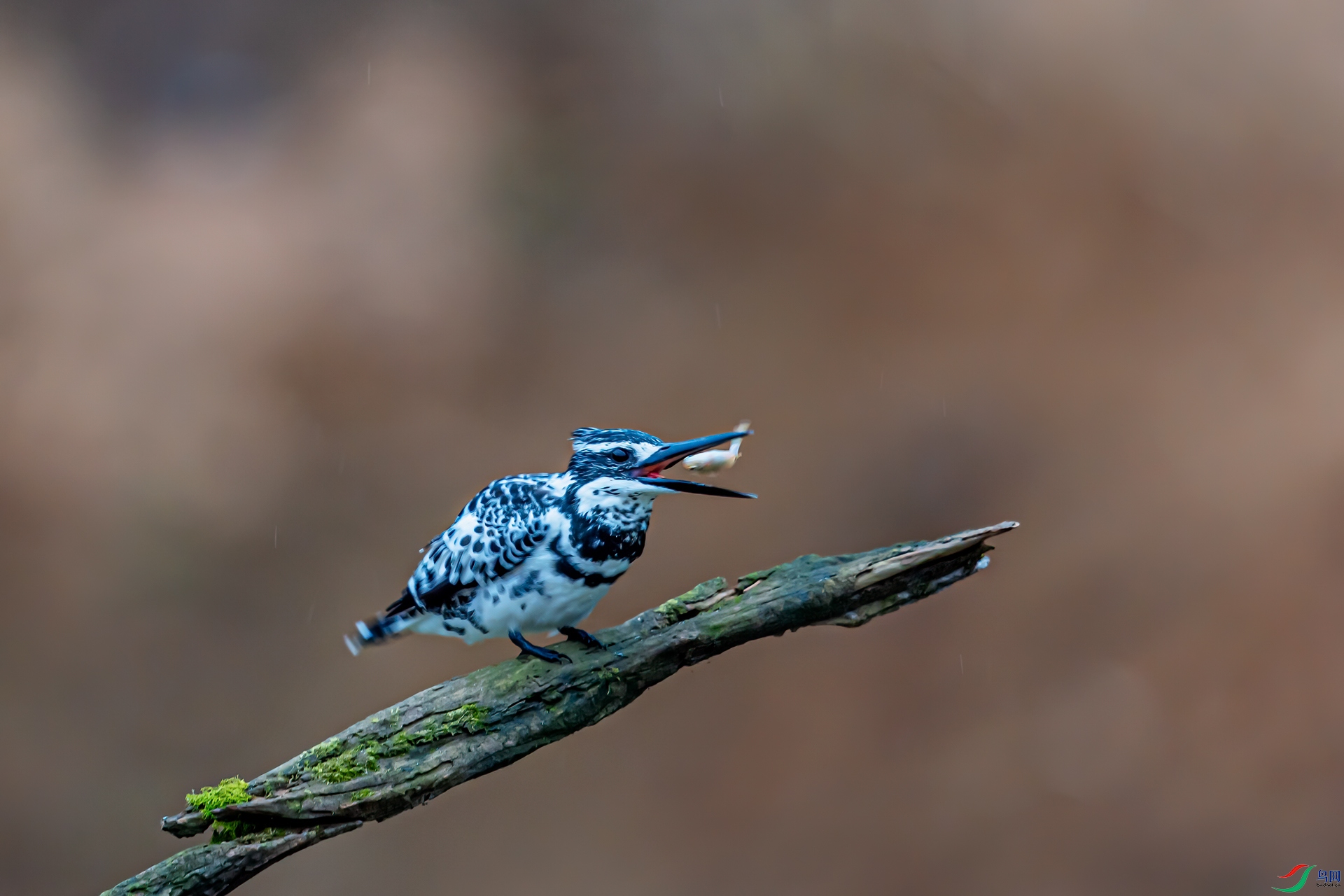 DSC_3654-11.jpg