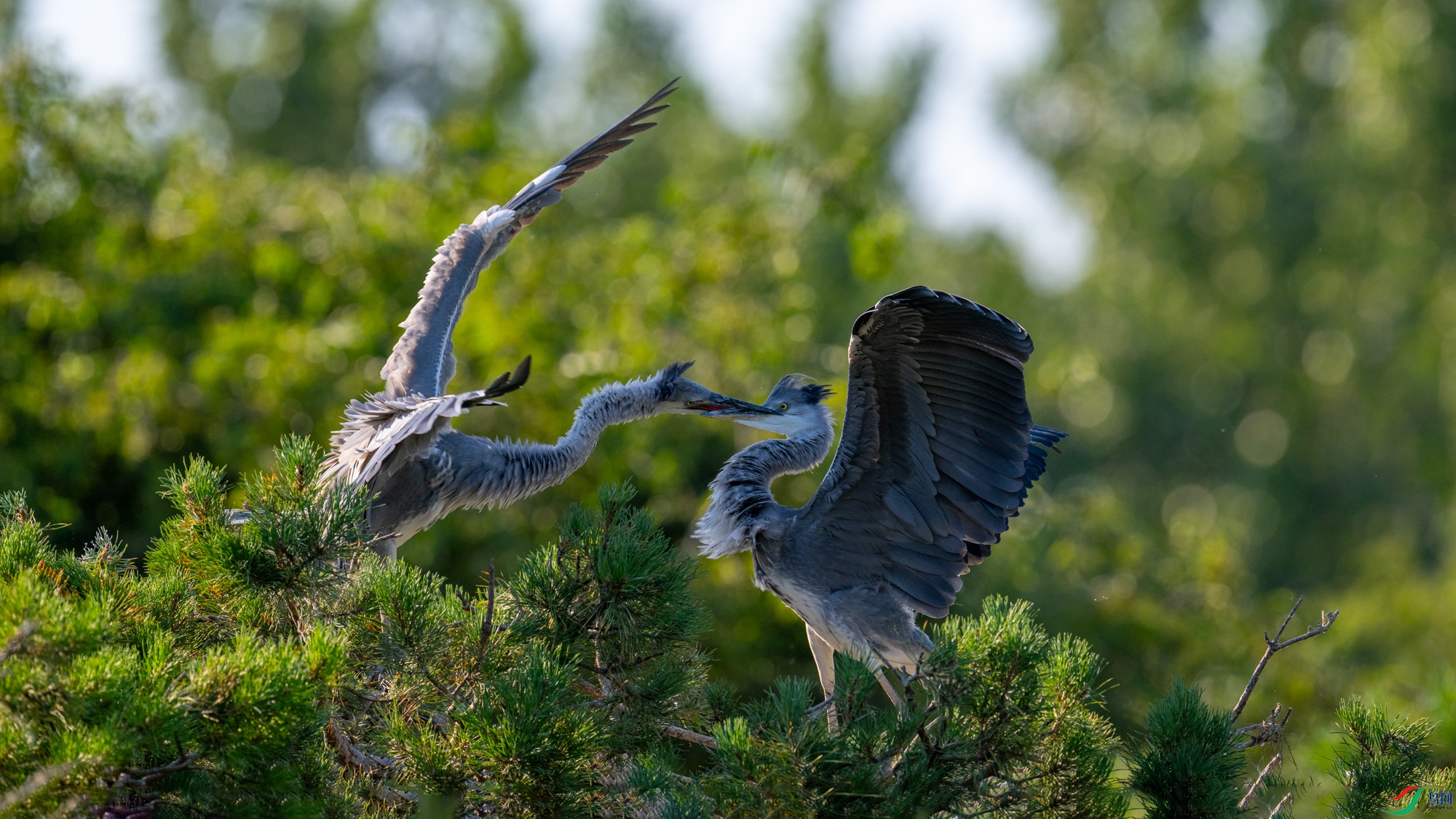 DSC_0781x.jpg