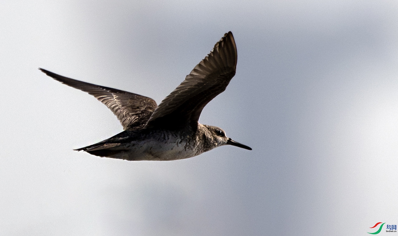 DSC_2479-����ǿ-NR �����߳��֣� ����.jpg