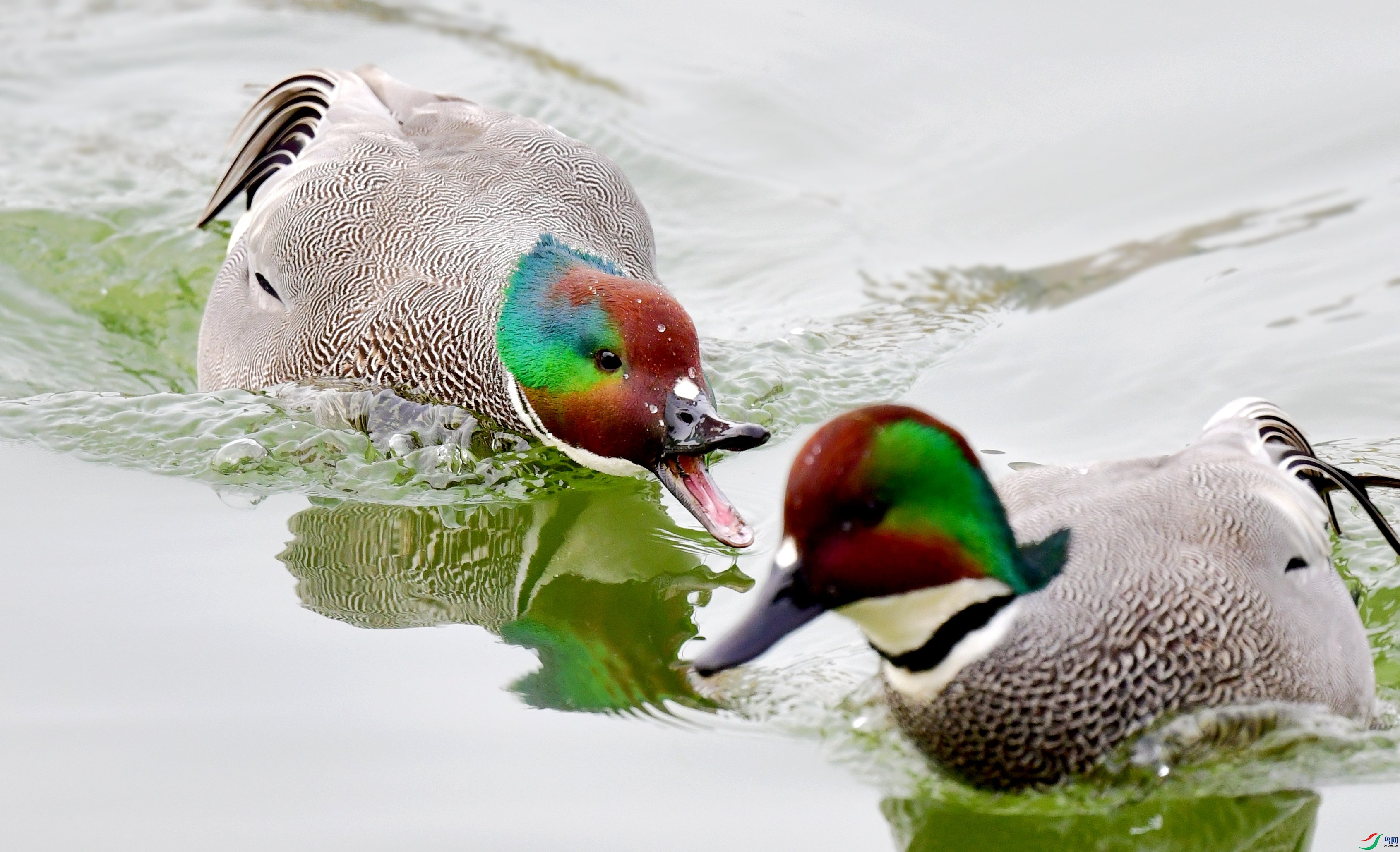DSC_9296_conew4.jpg