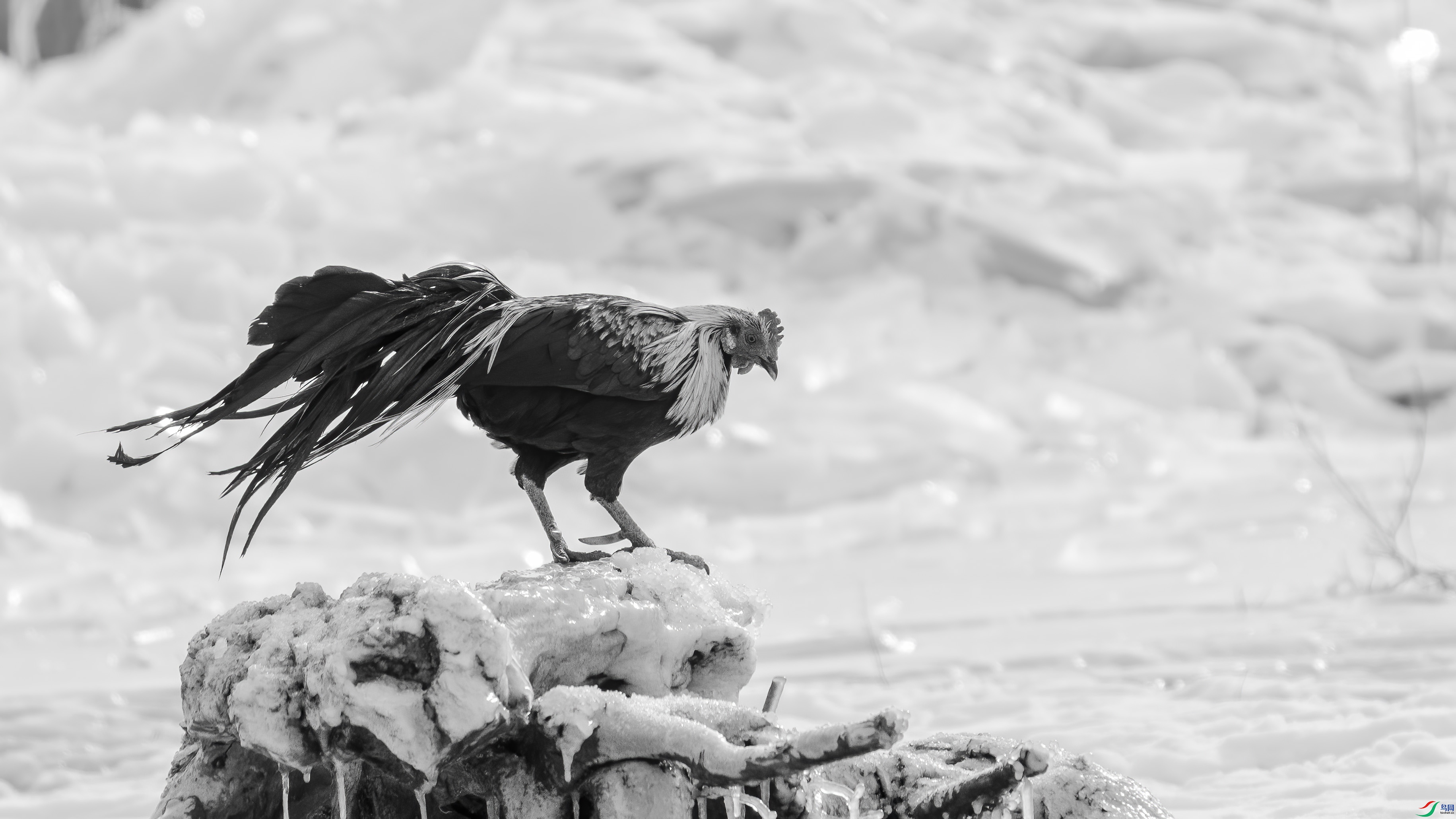 DSC06191 ����.jpg