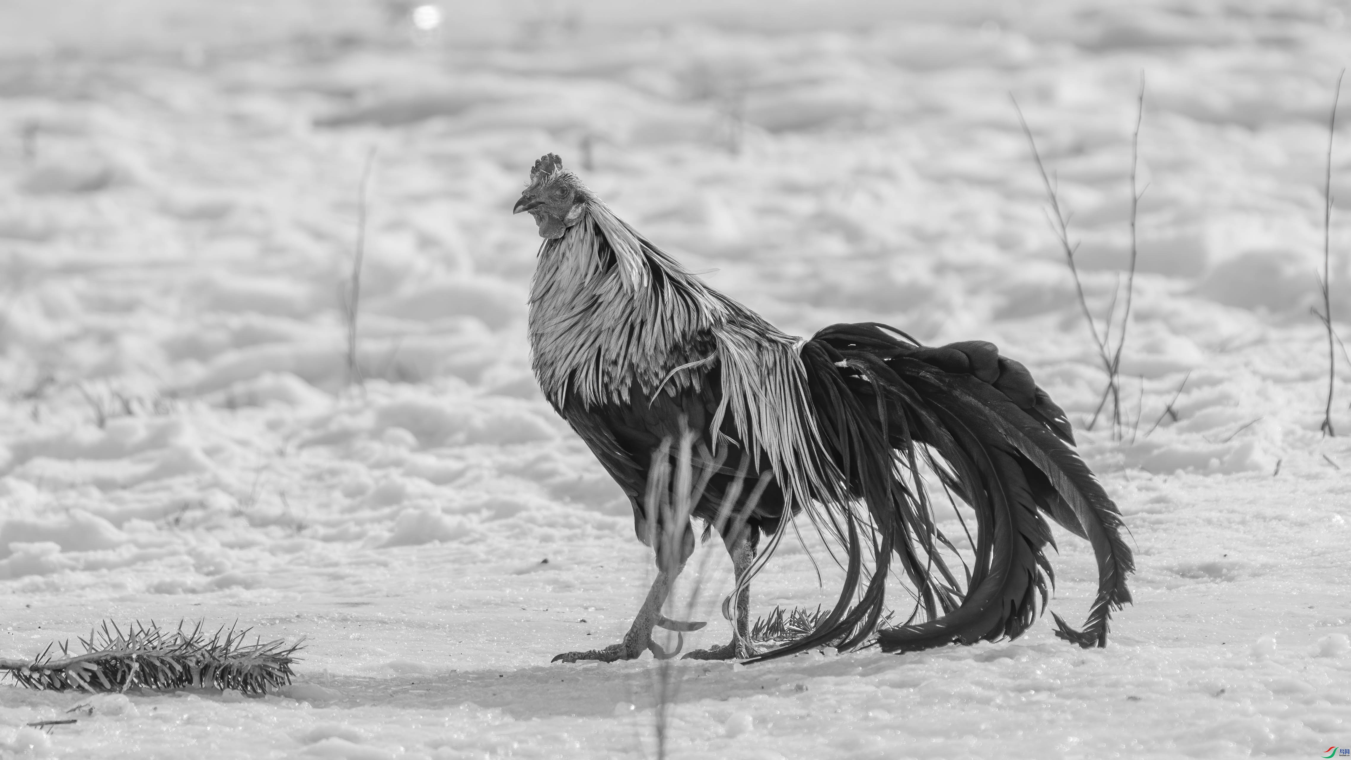 DSC07392 ����.jpg