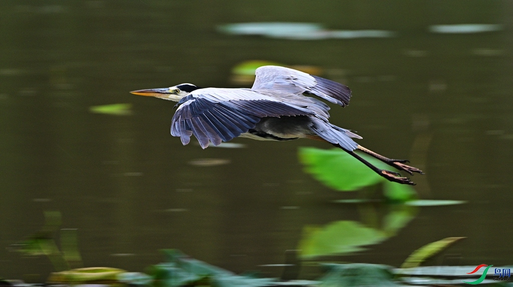 DSC_1621.JPG