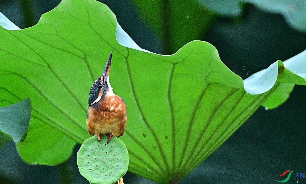 DSC_2429.JPG