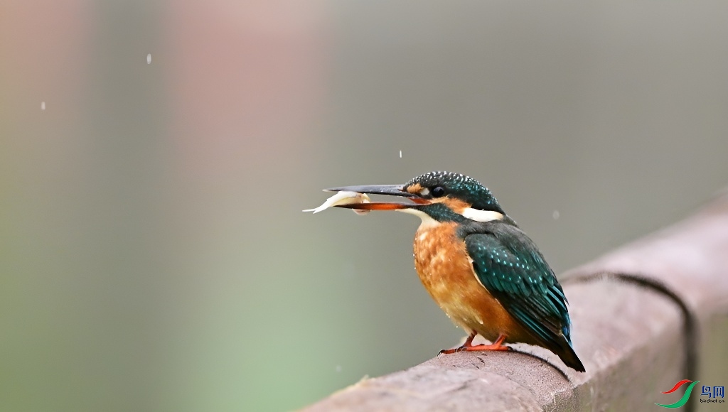 DSC_2653.JPG