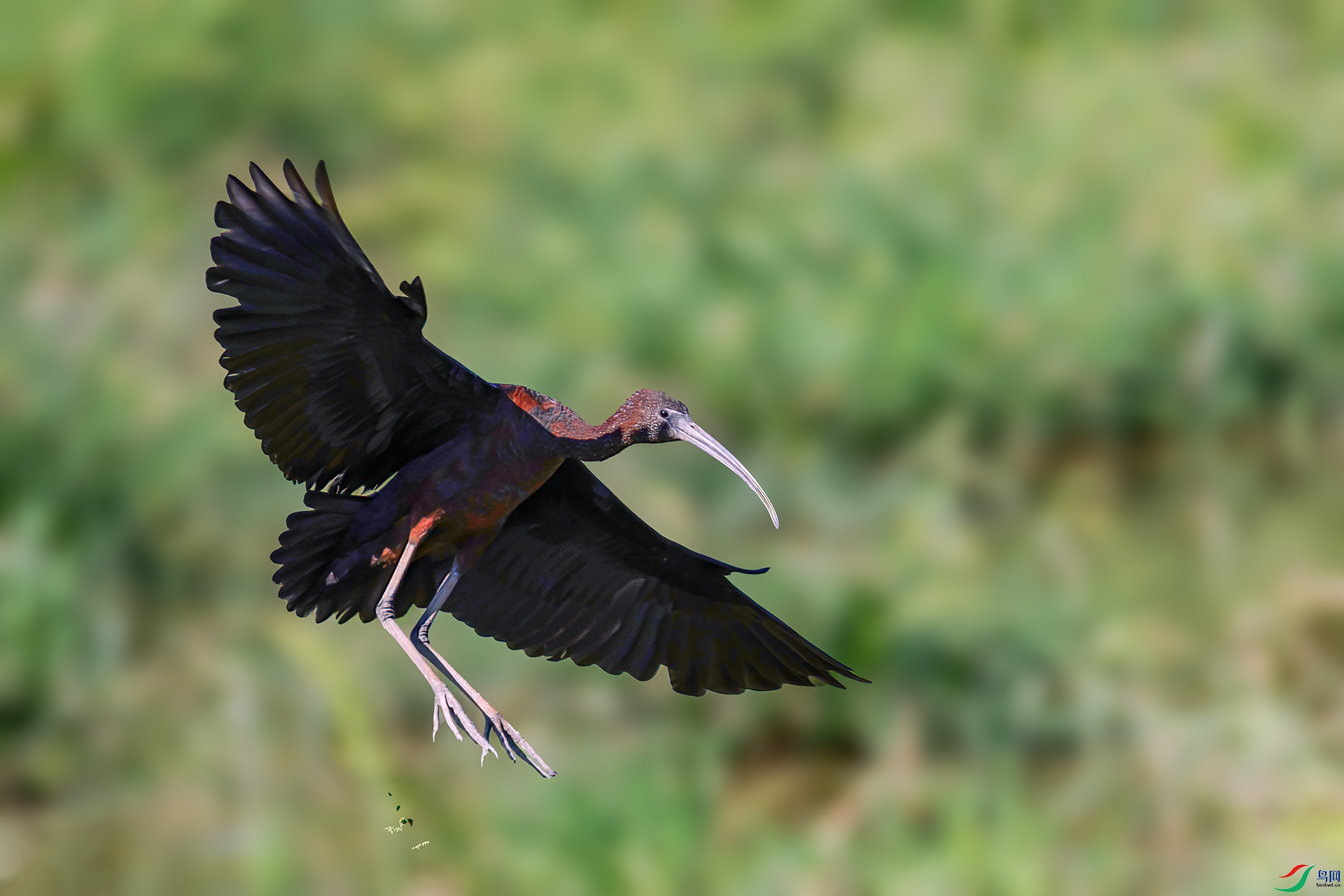 060A3276 ����-Sh---1 .jpg