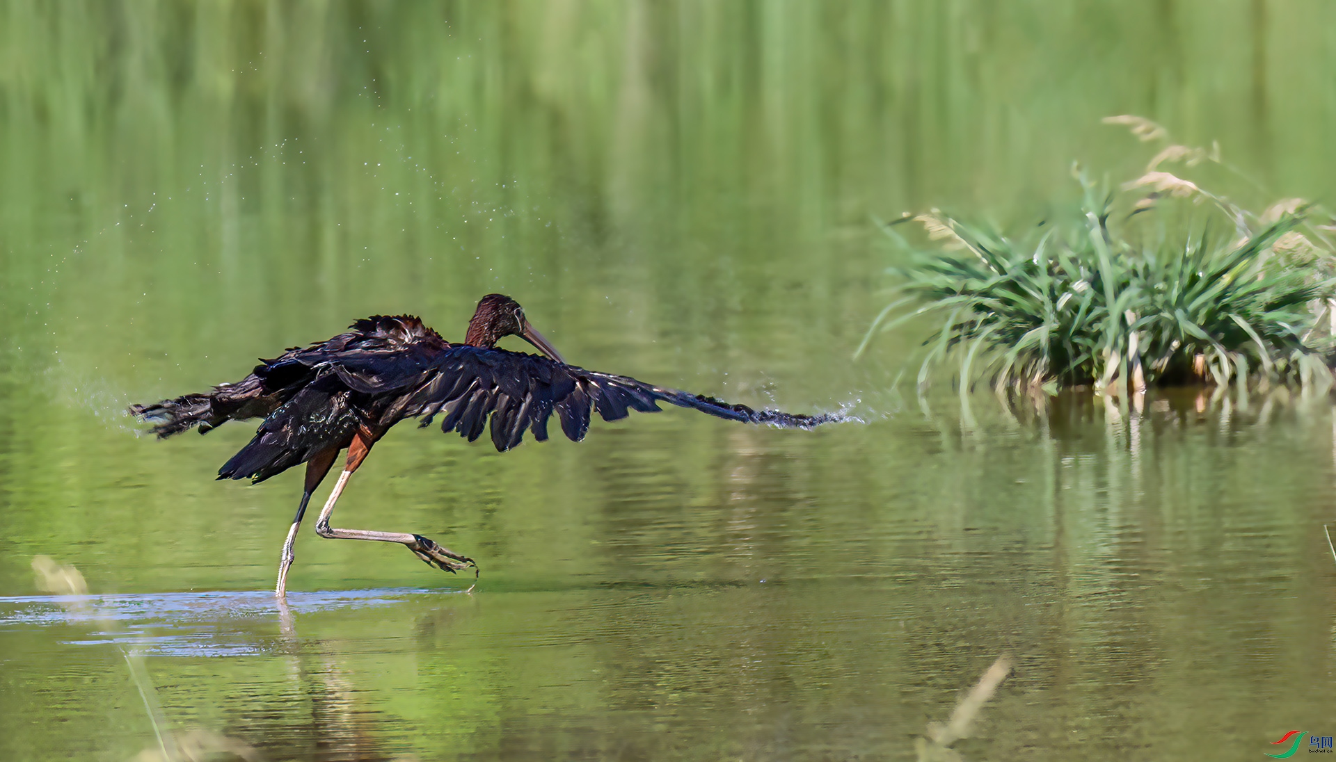 060A2917 ����-Sh----1 .jpg