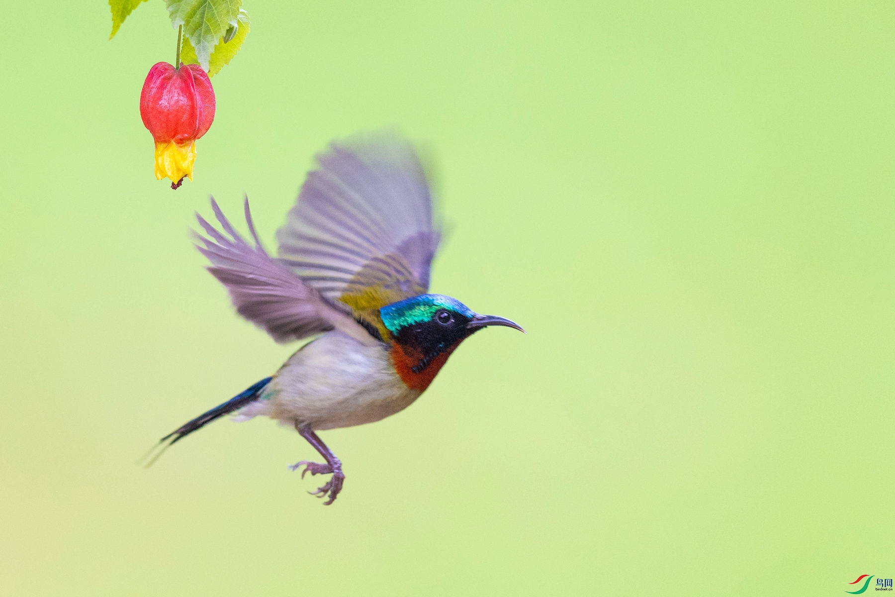 ��β̫����