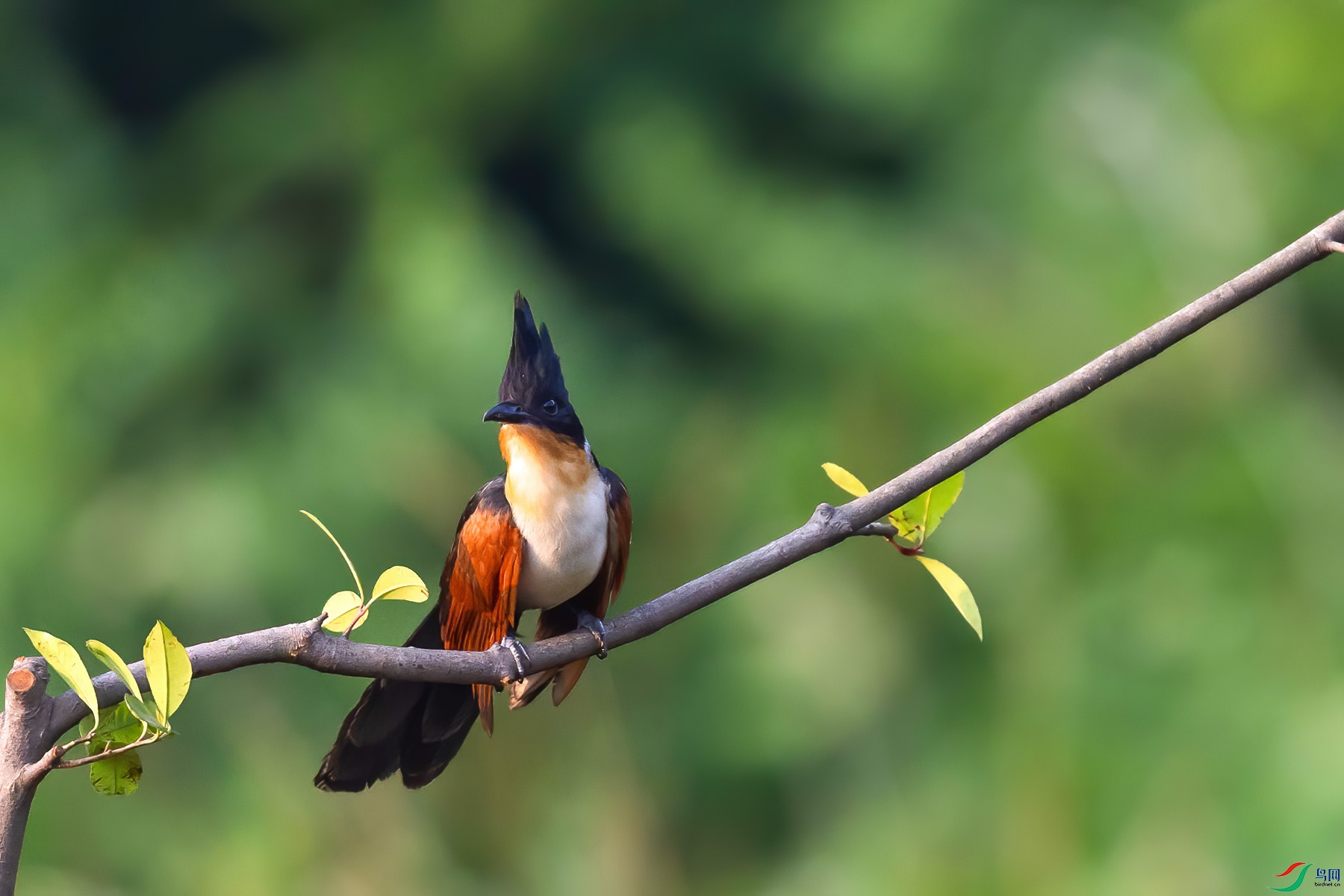 ����ͷ��