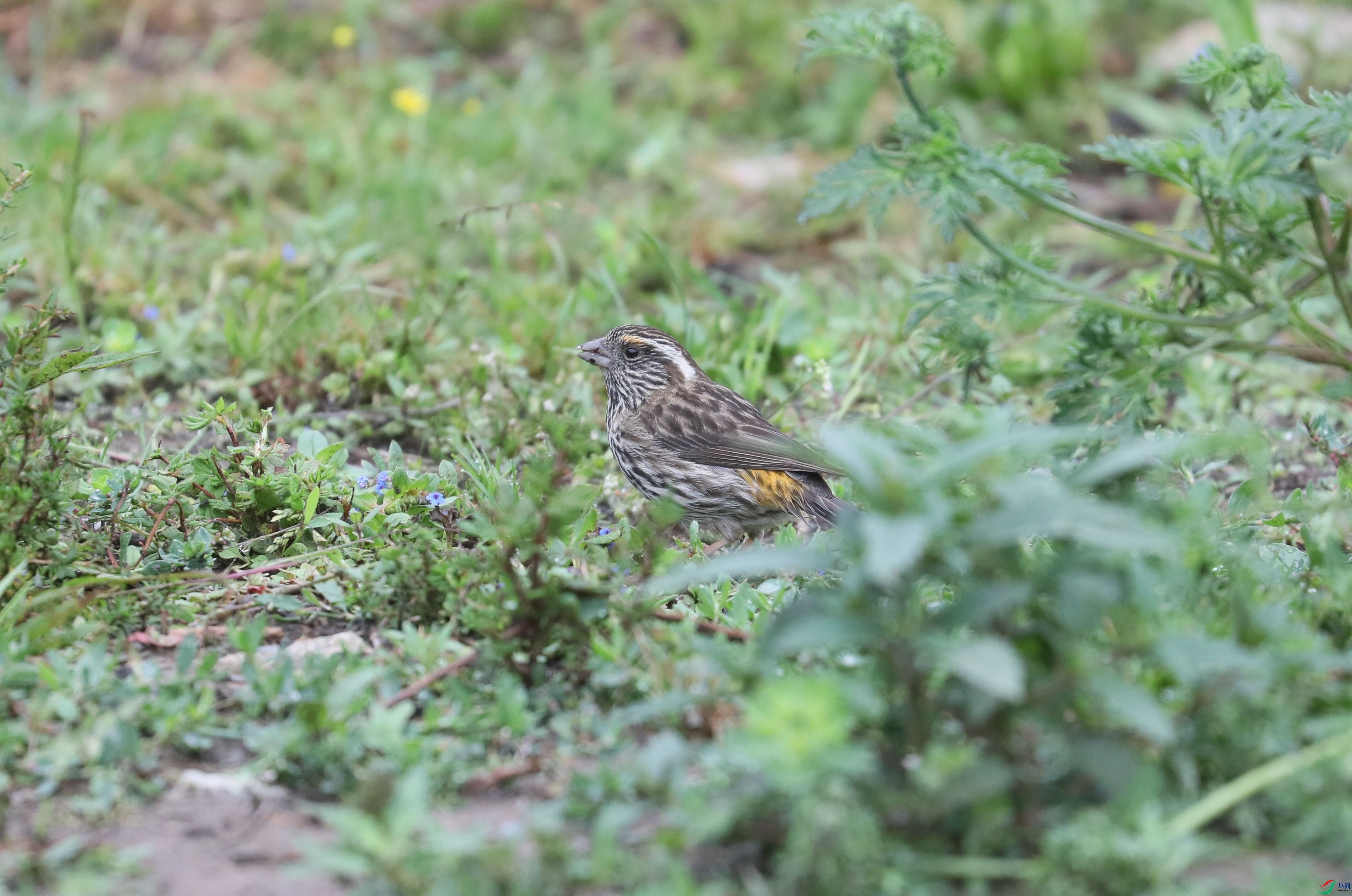 BL7A1866.JPG