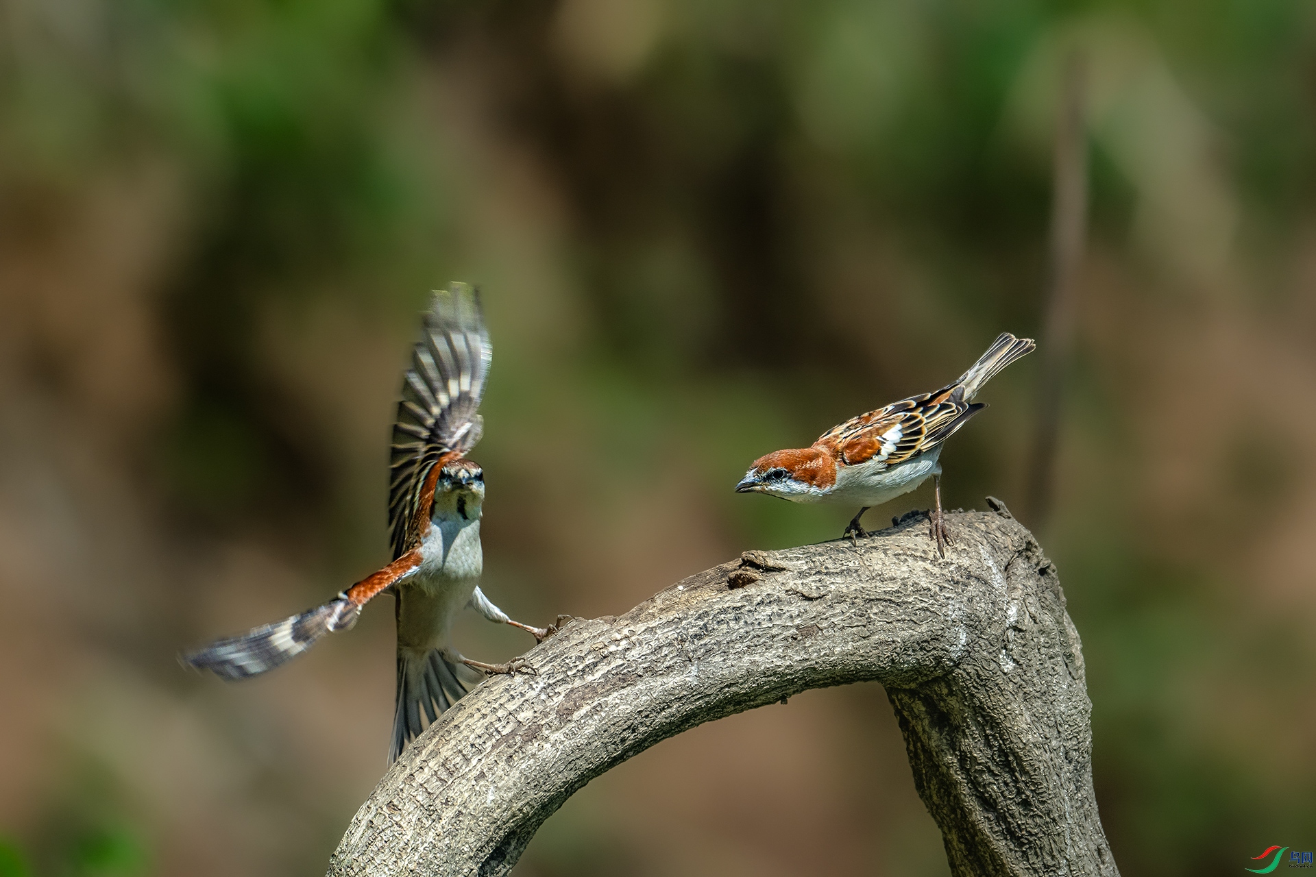 DSC_9556.jpg