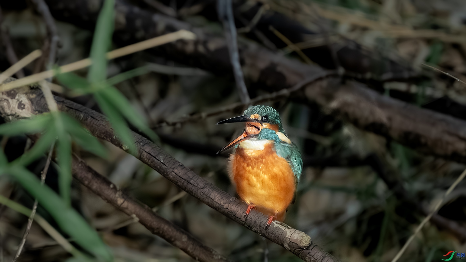 DSC_5747-����ǿ-���� ����.jpg