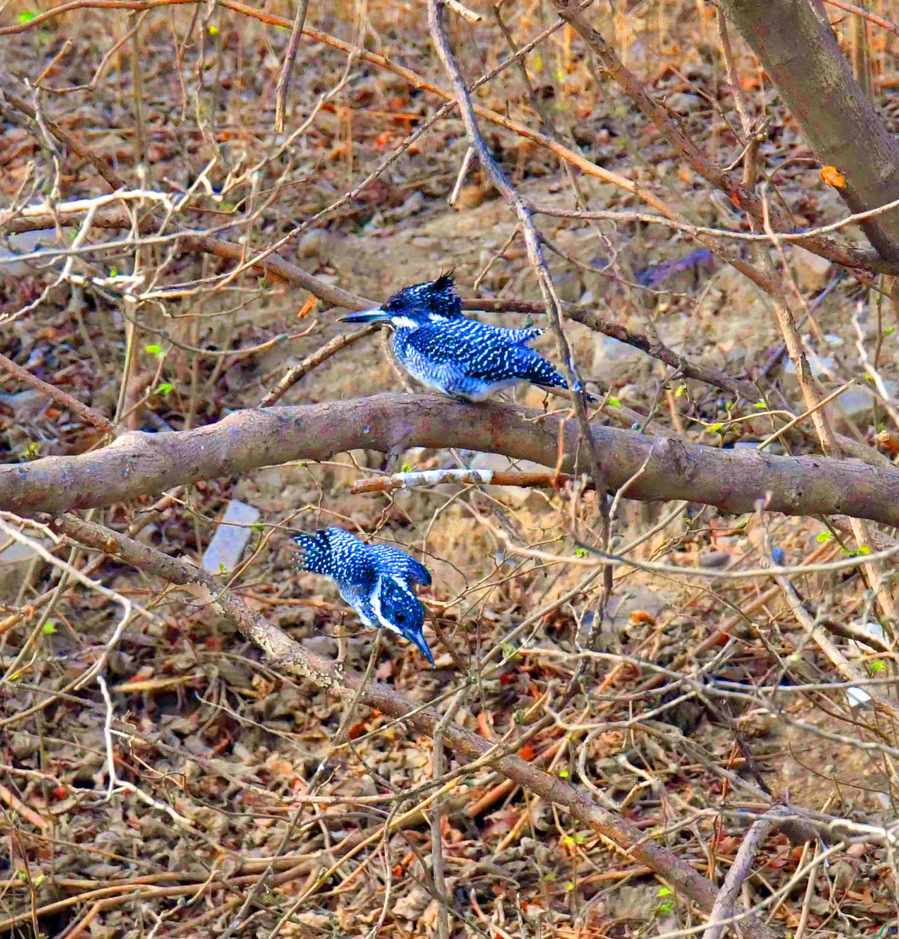DSC_1331.JPG