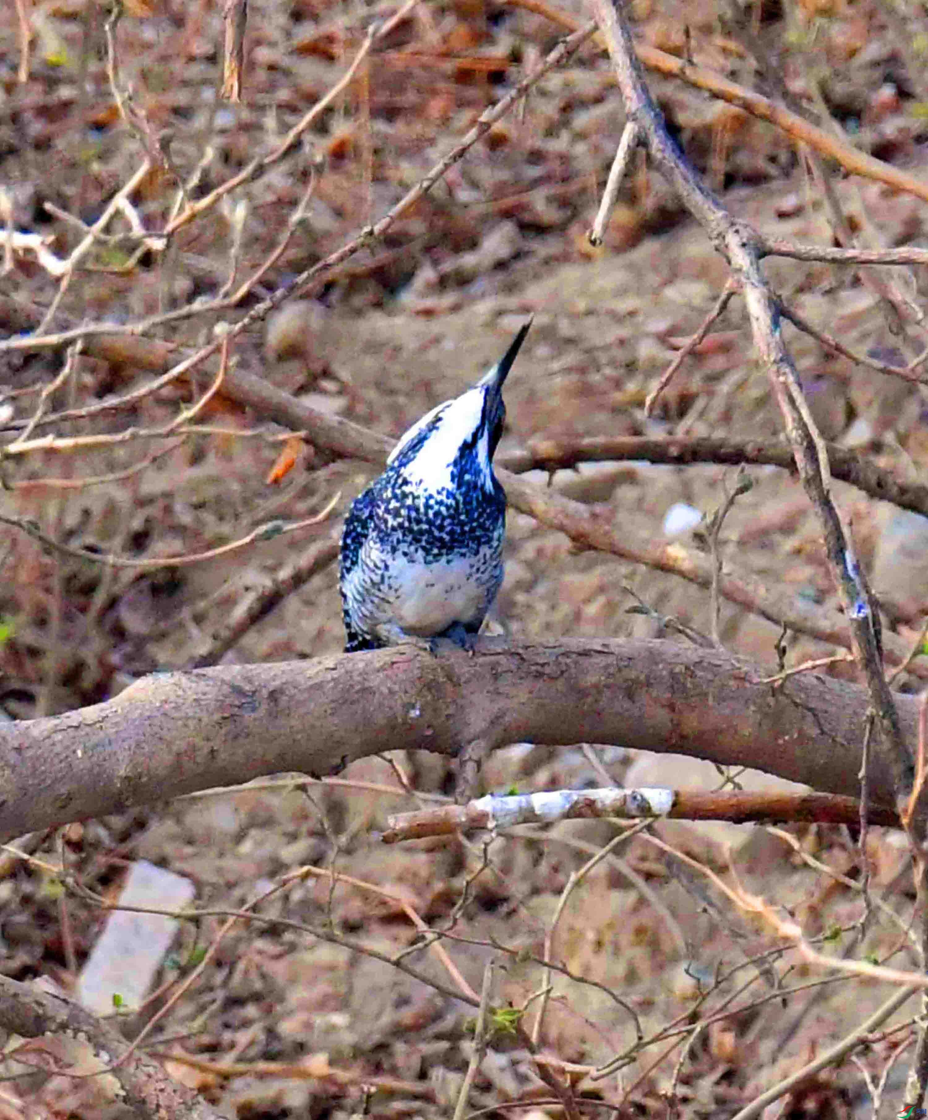 DSC_1314.JPG