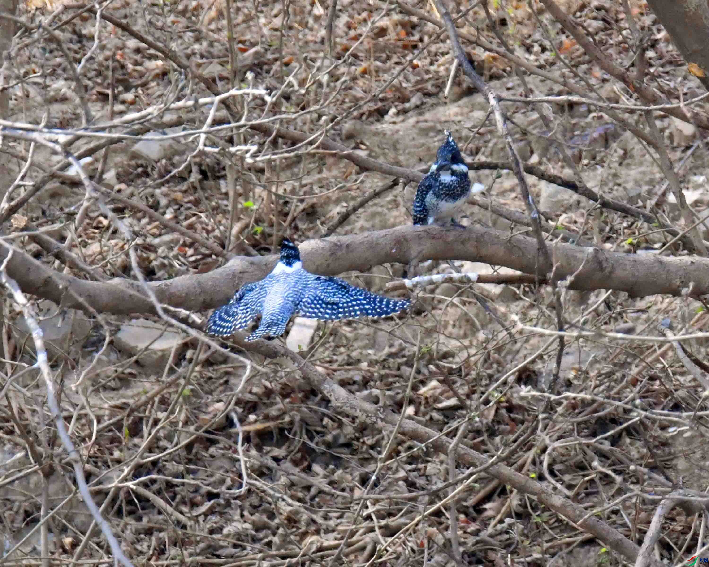 DSC_1716.JPG