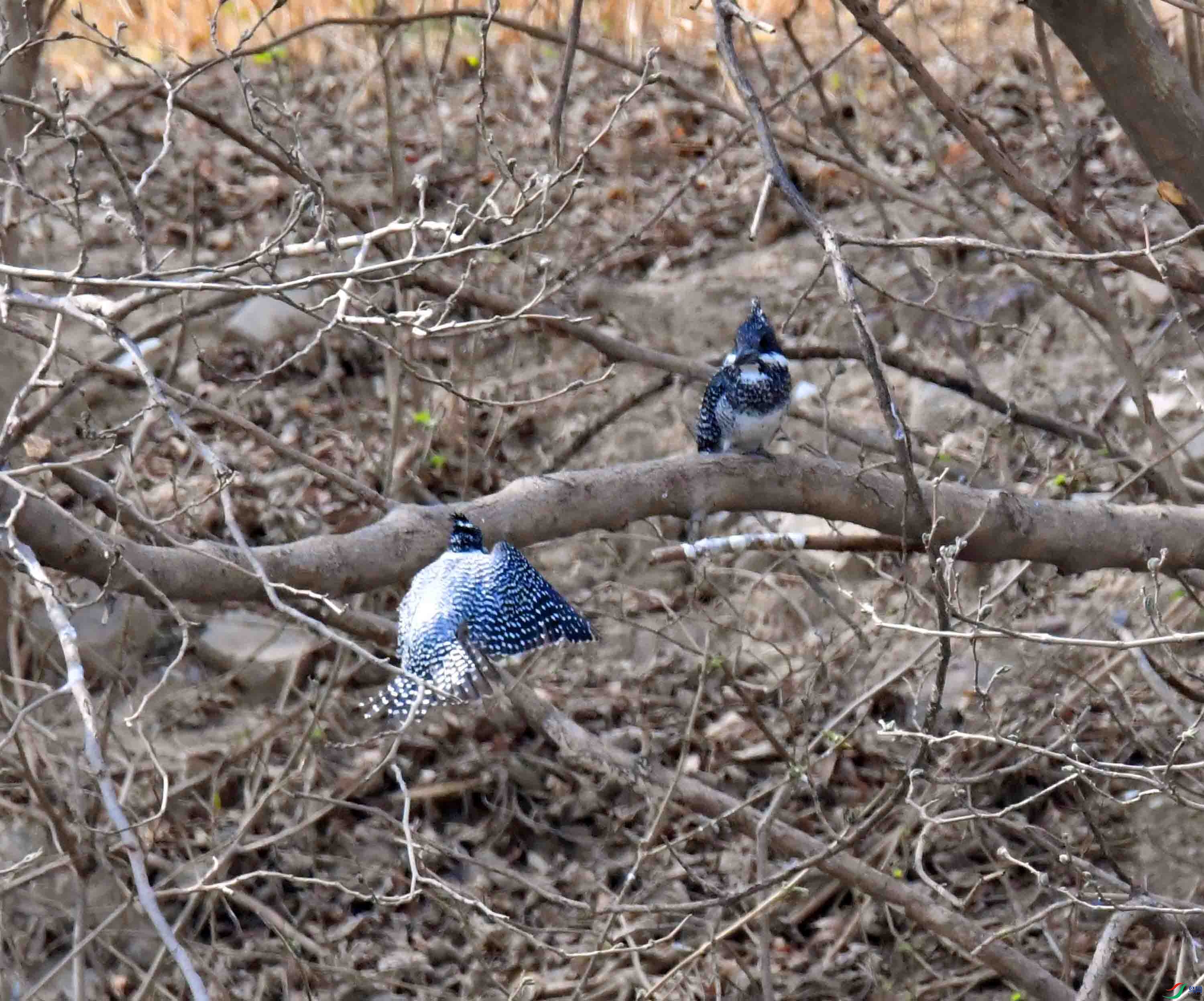 DSC_1715.JPG