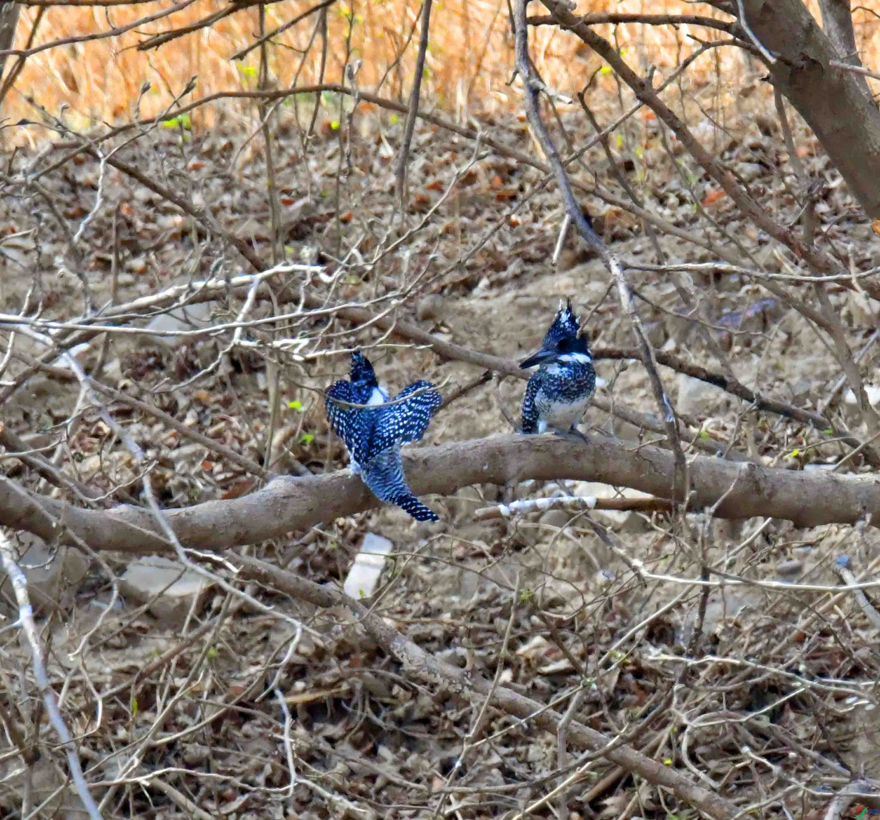 DSC_1718.JPG